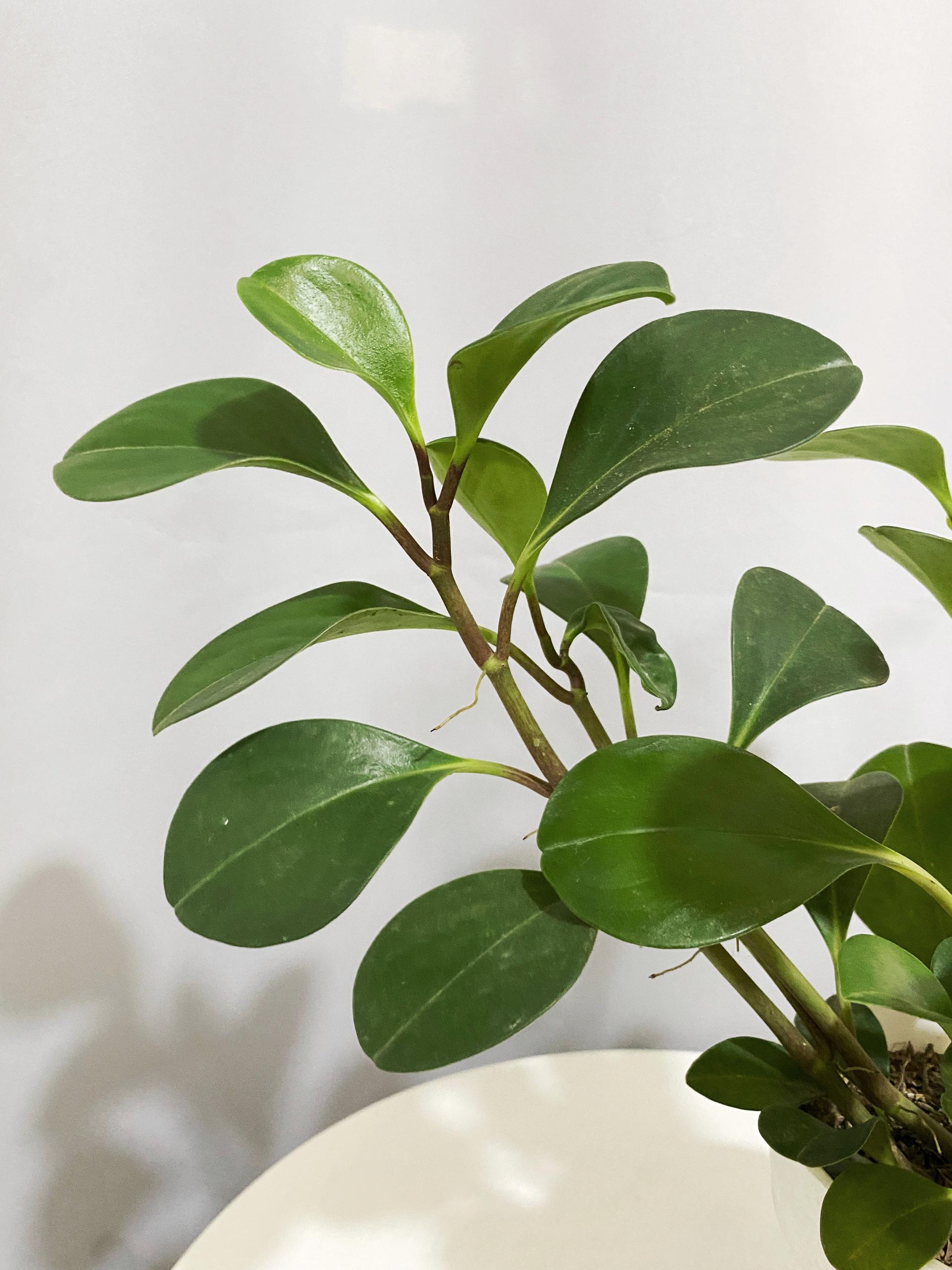 Pepperomia green