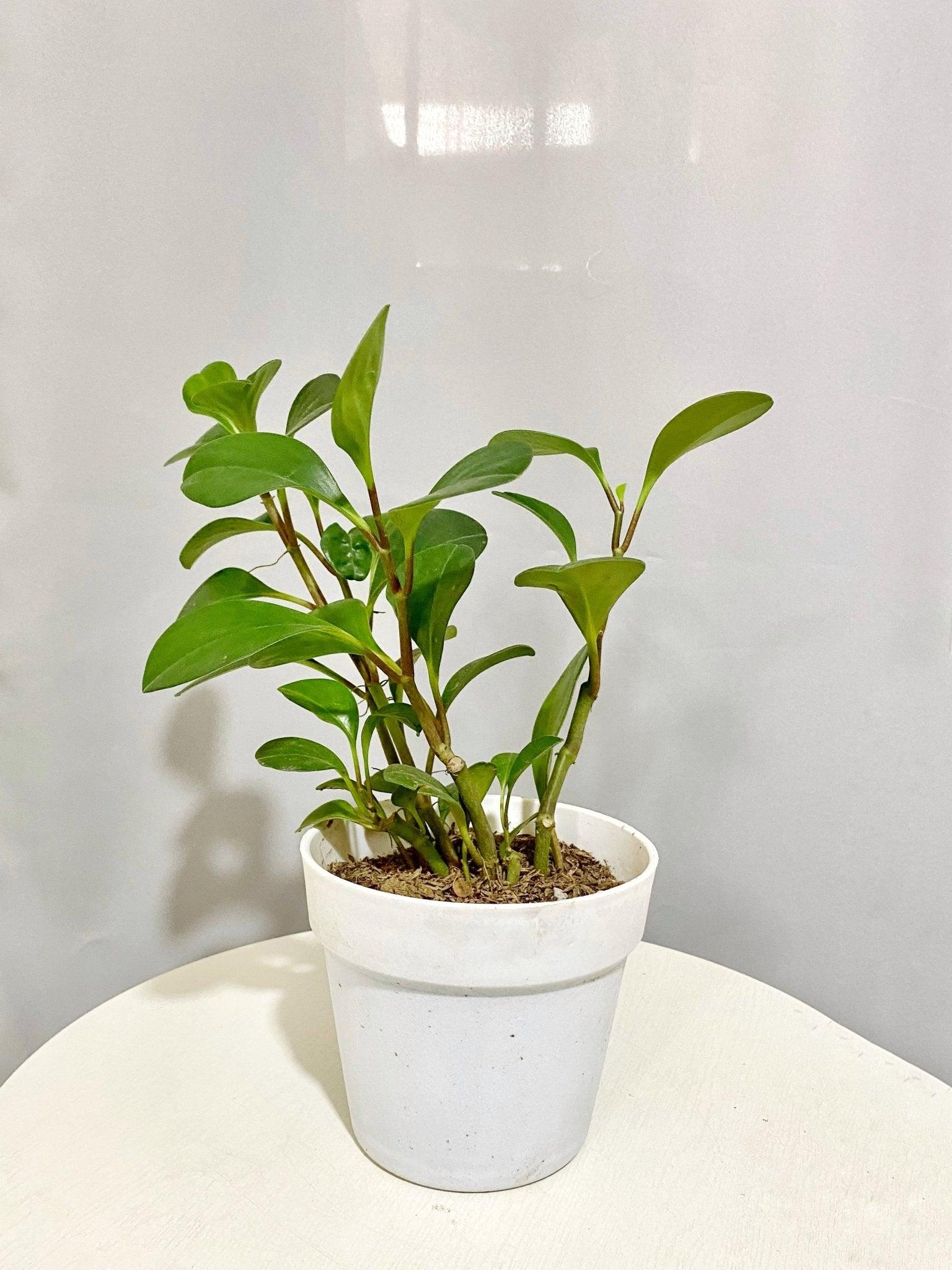 Pepperomia green