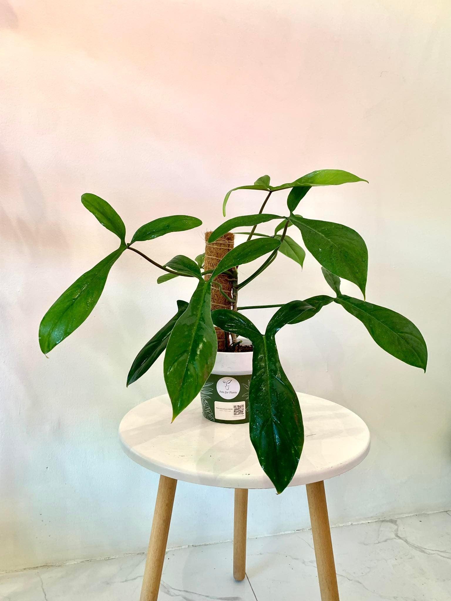 Philodendron 69686