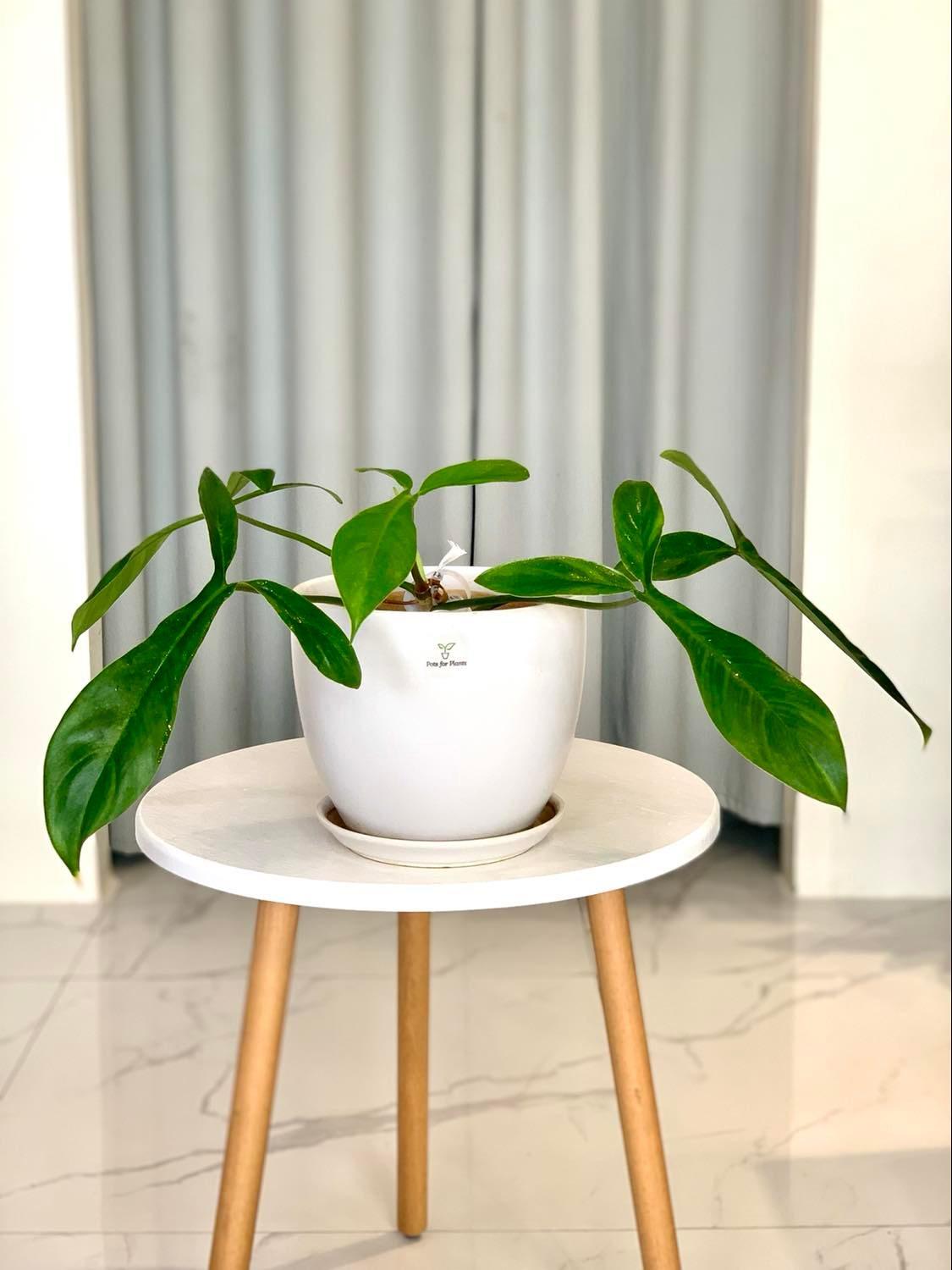 Philodendron 69686
