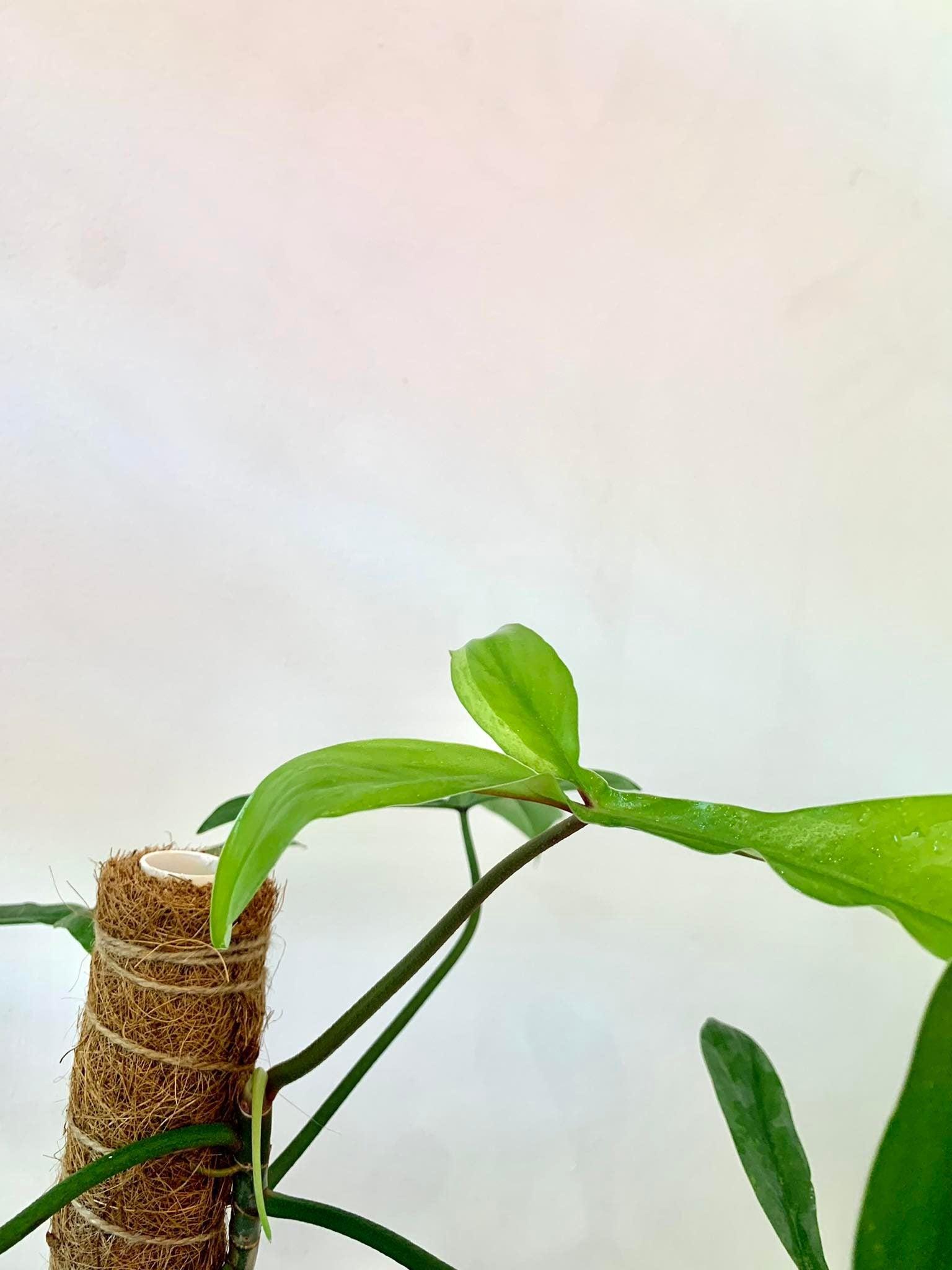 Philodendron 69686