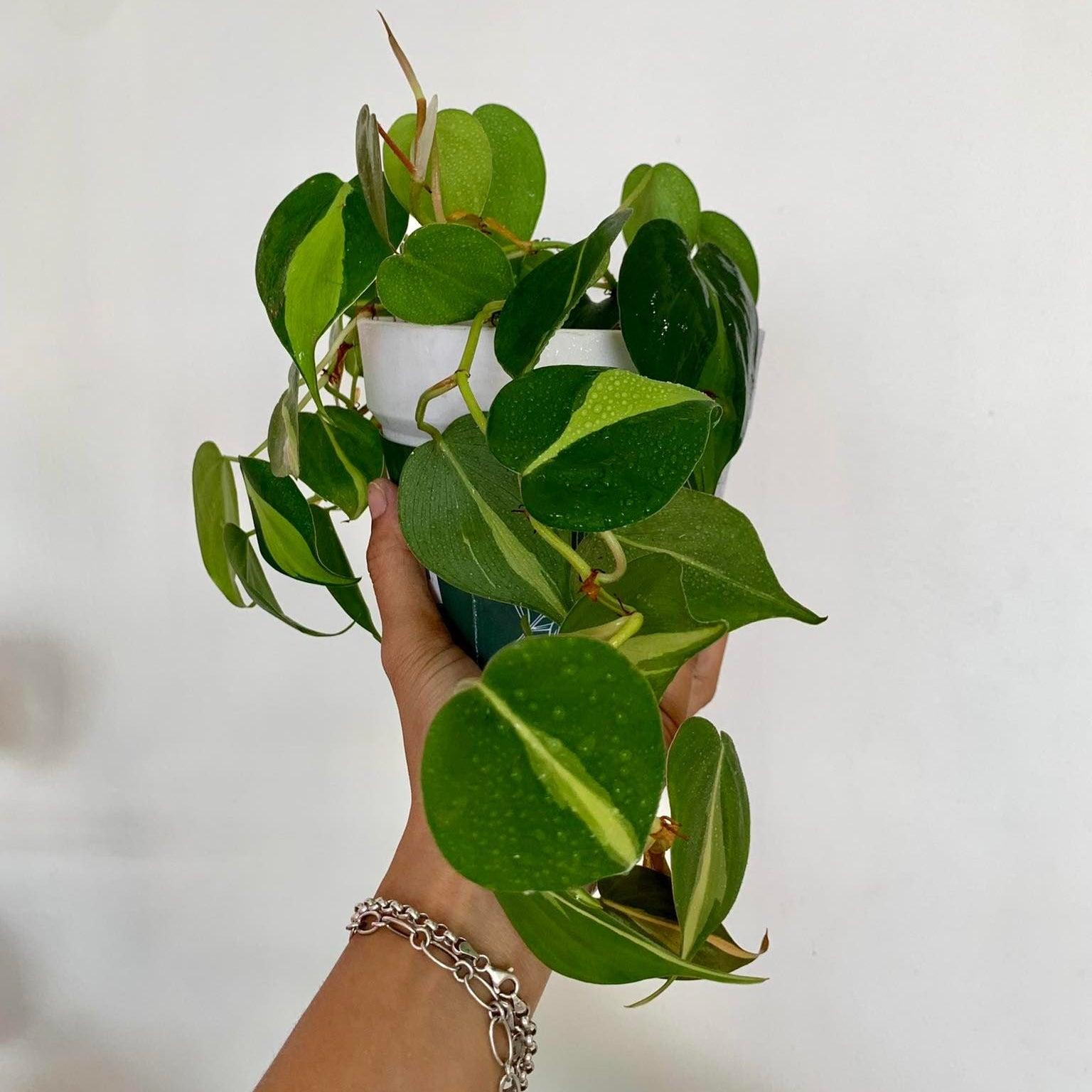 Philodendron Brazil