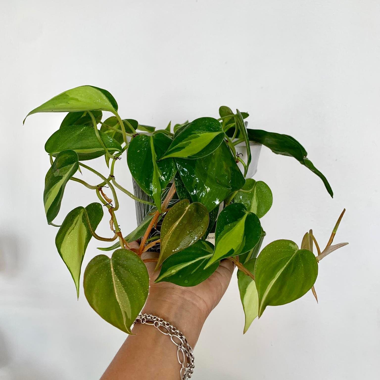 Philodendron Brazil