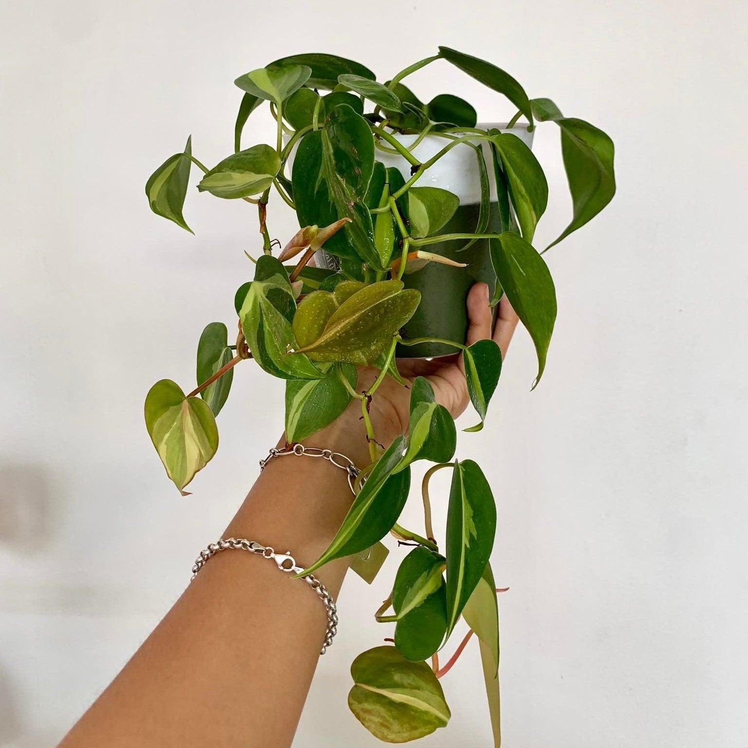 Philodendron Brazil