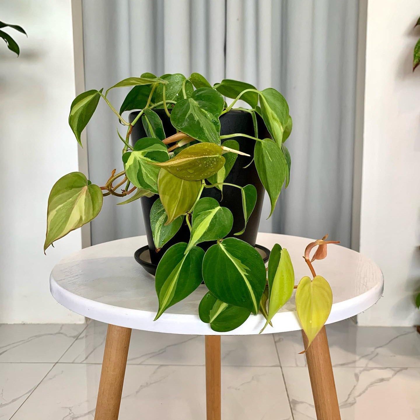 Philodendron Brazil