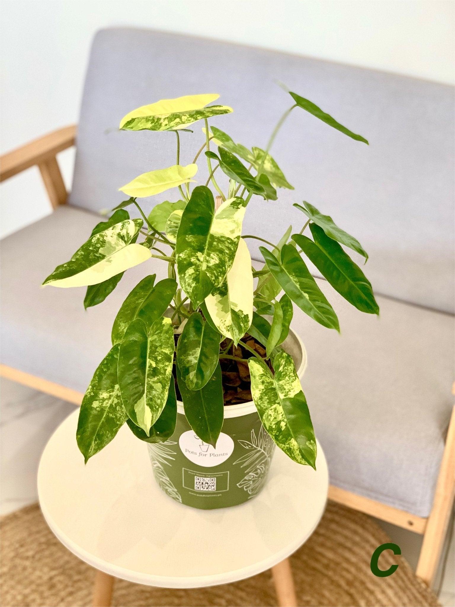 Philodendron Burle Marx Variegated