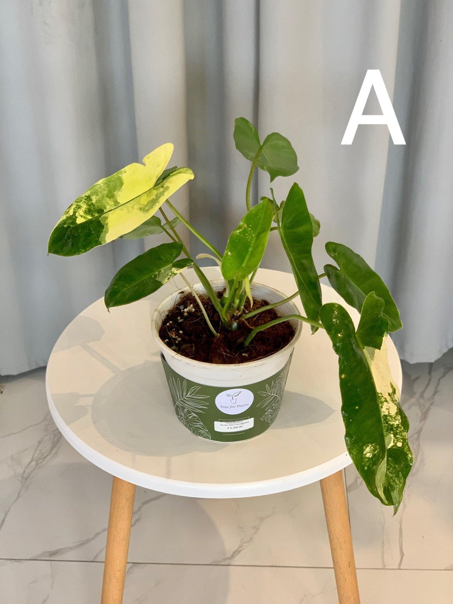 Philodendron Burle Marx Variegated