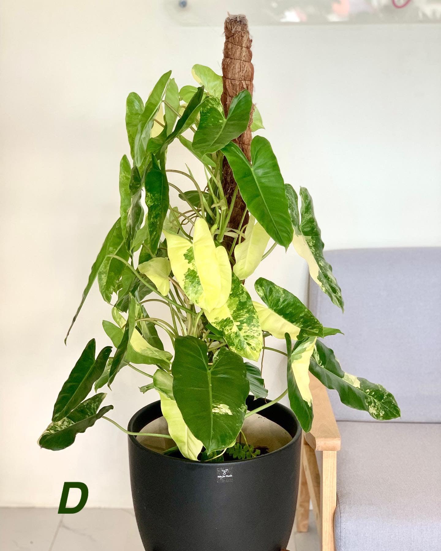 Philodendron Burle Marx Variegated