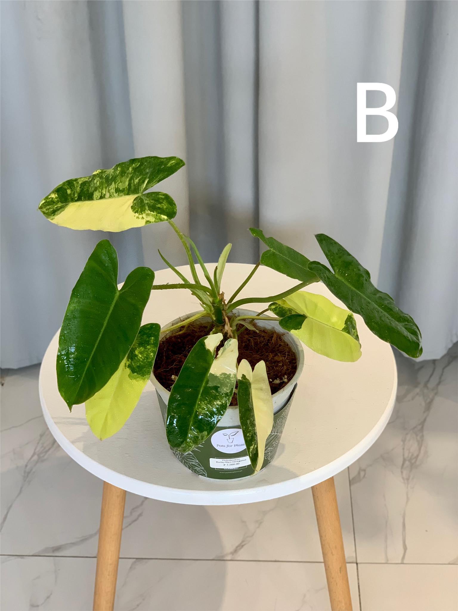 Philodendron Burle Marx Variegated