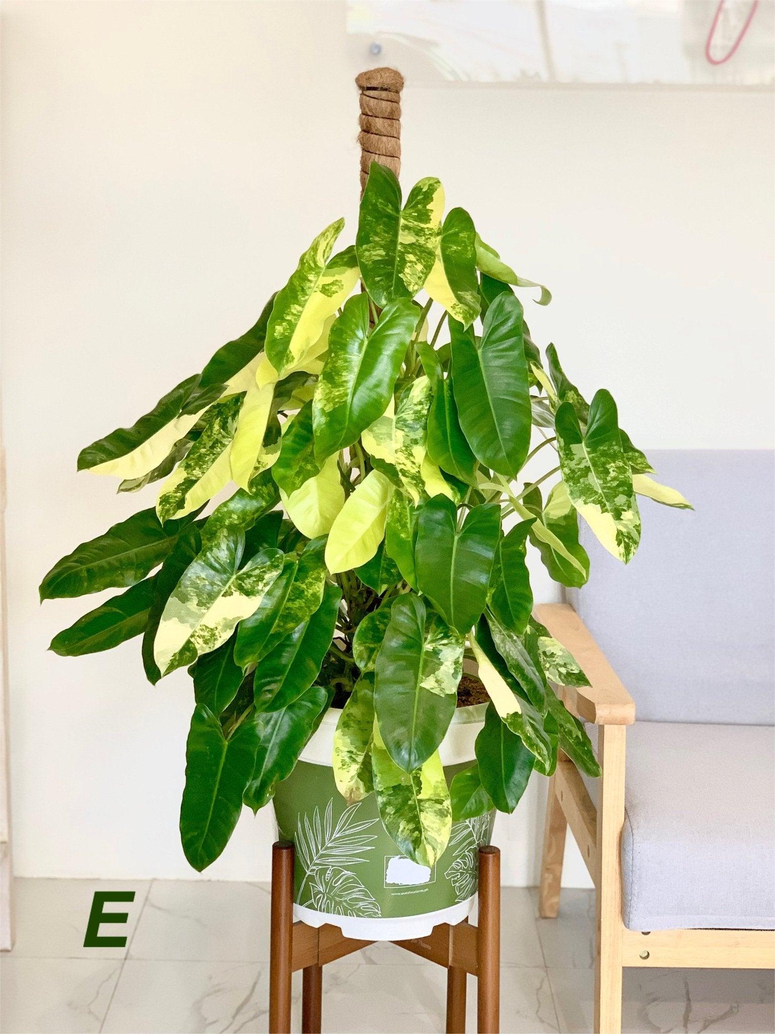 Philodendron Burle Marx Variegated