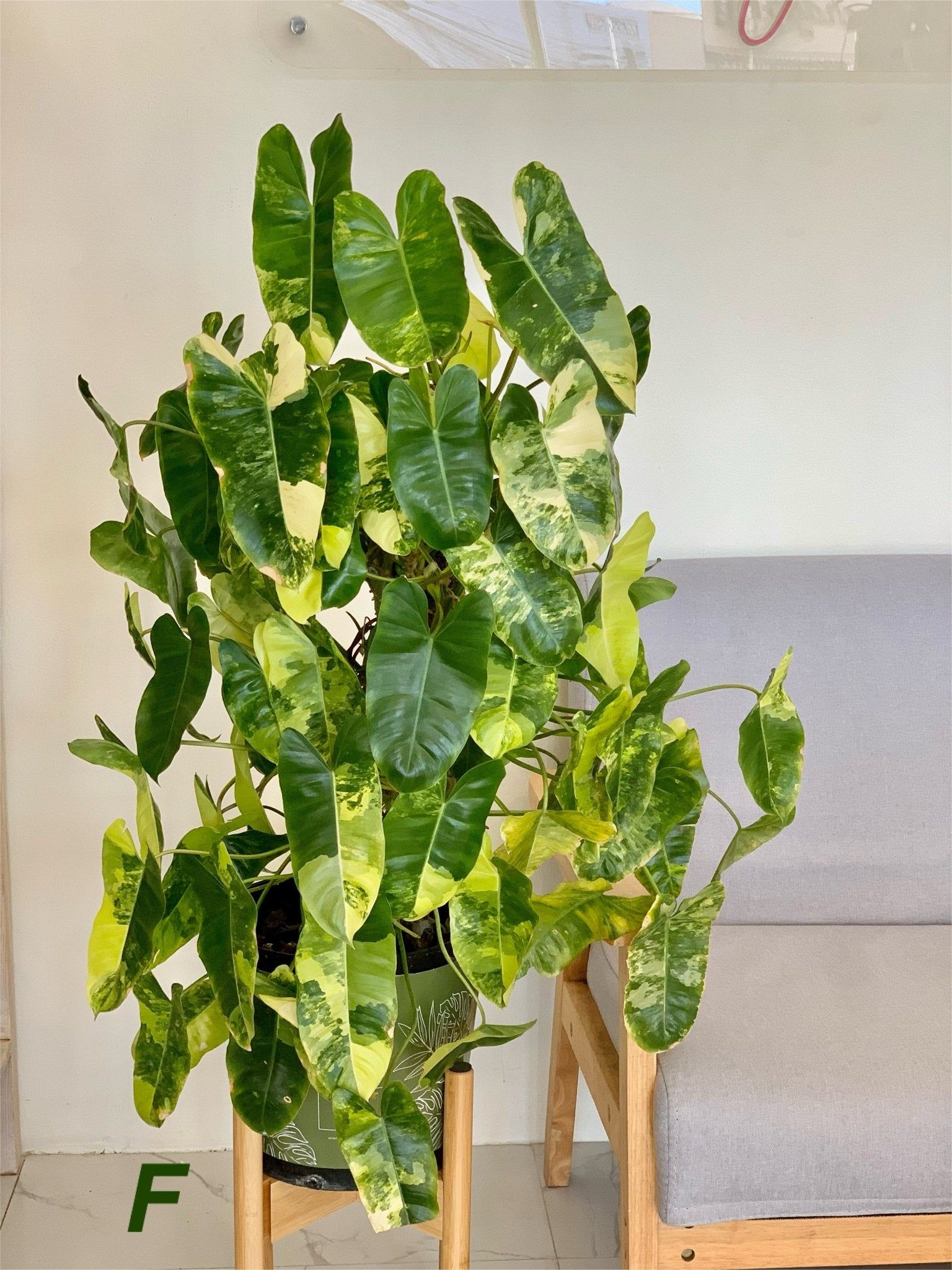 Philodendron Burle Marx Variegated