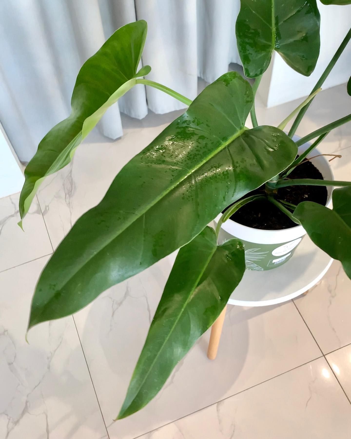 Philodendron Domesticum Narrow