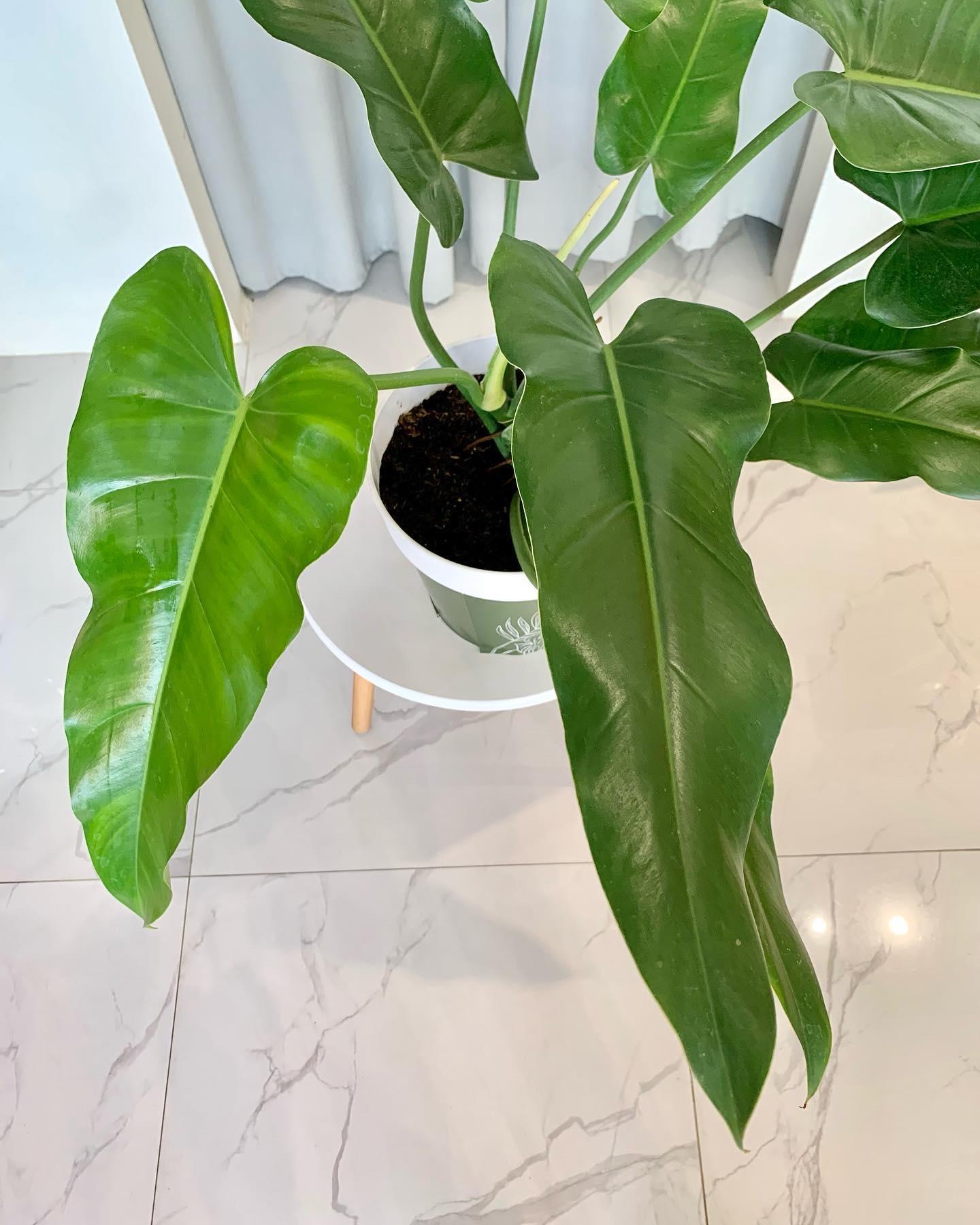 Philodendron Domesticum Narrow