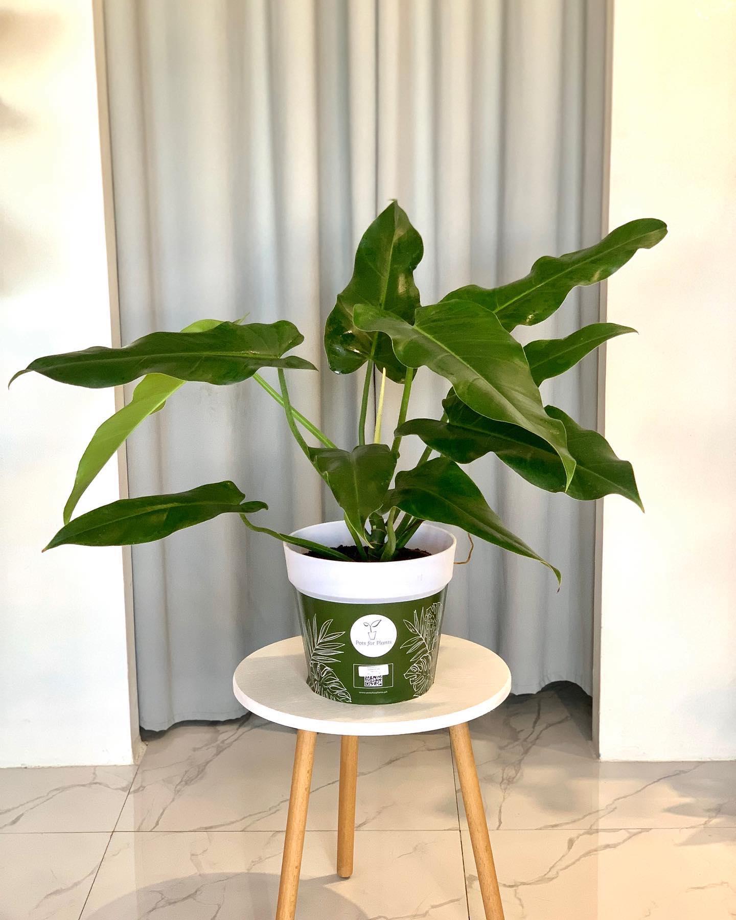 Philodendron Domesticum Narrow
