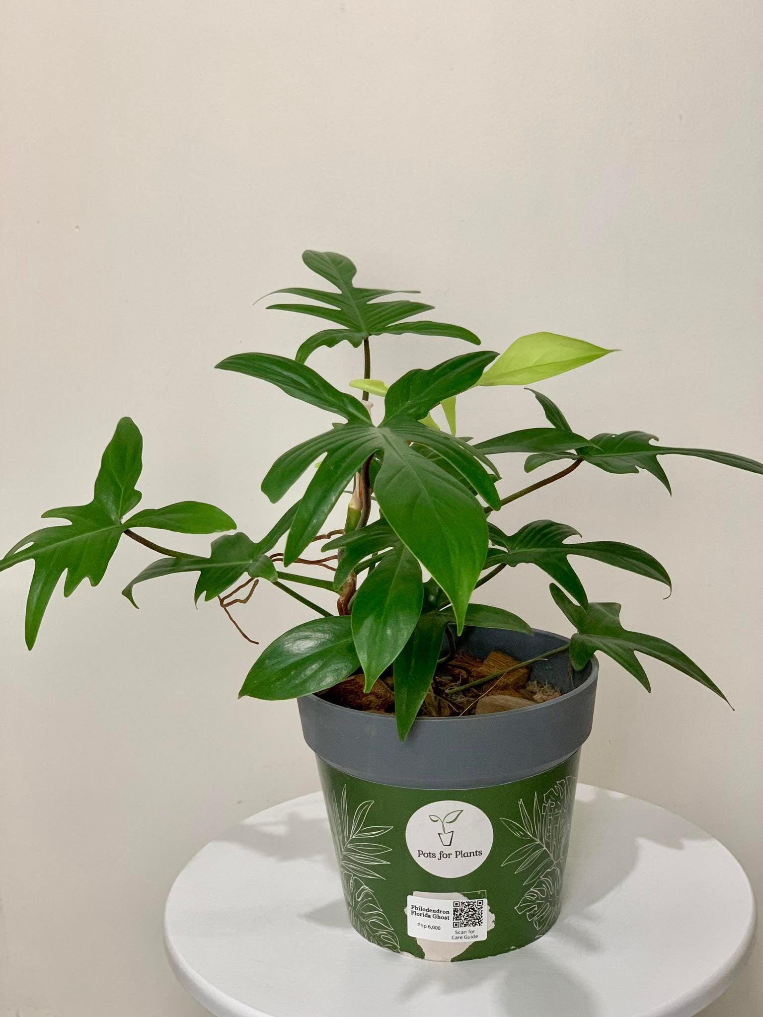 Philodendron Florida Ghost