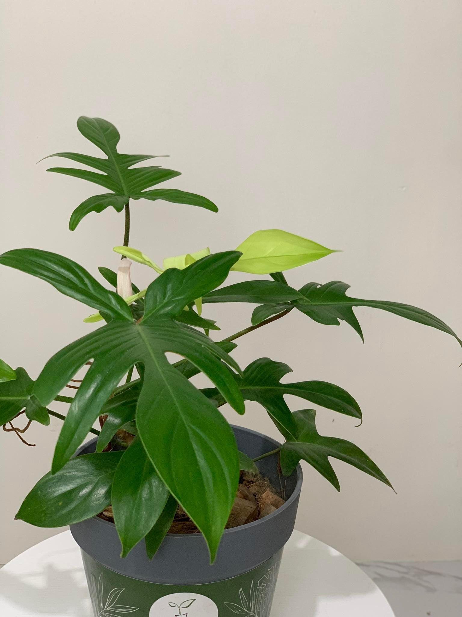 Philodendron Florida Ghost