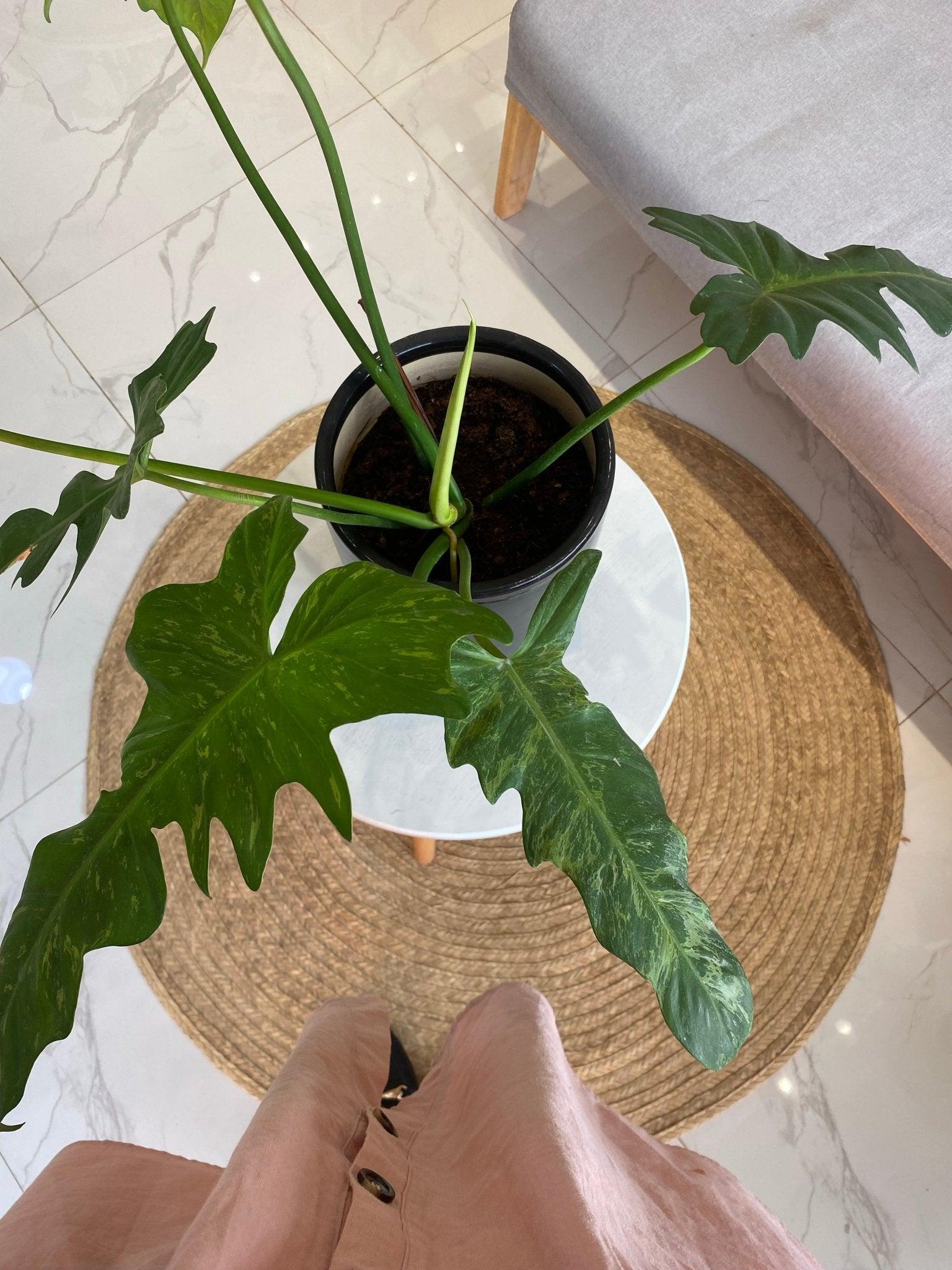 Potted Philodendron Golden Dragon