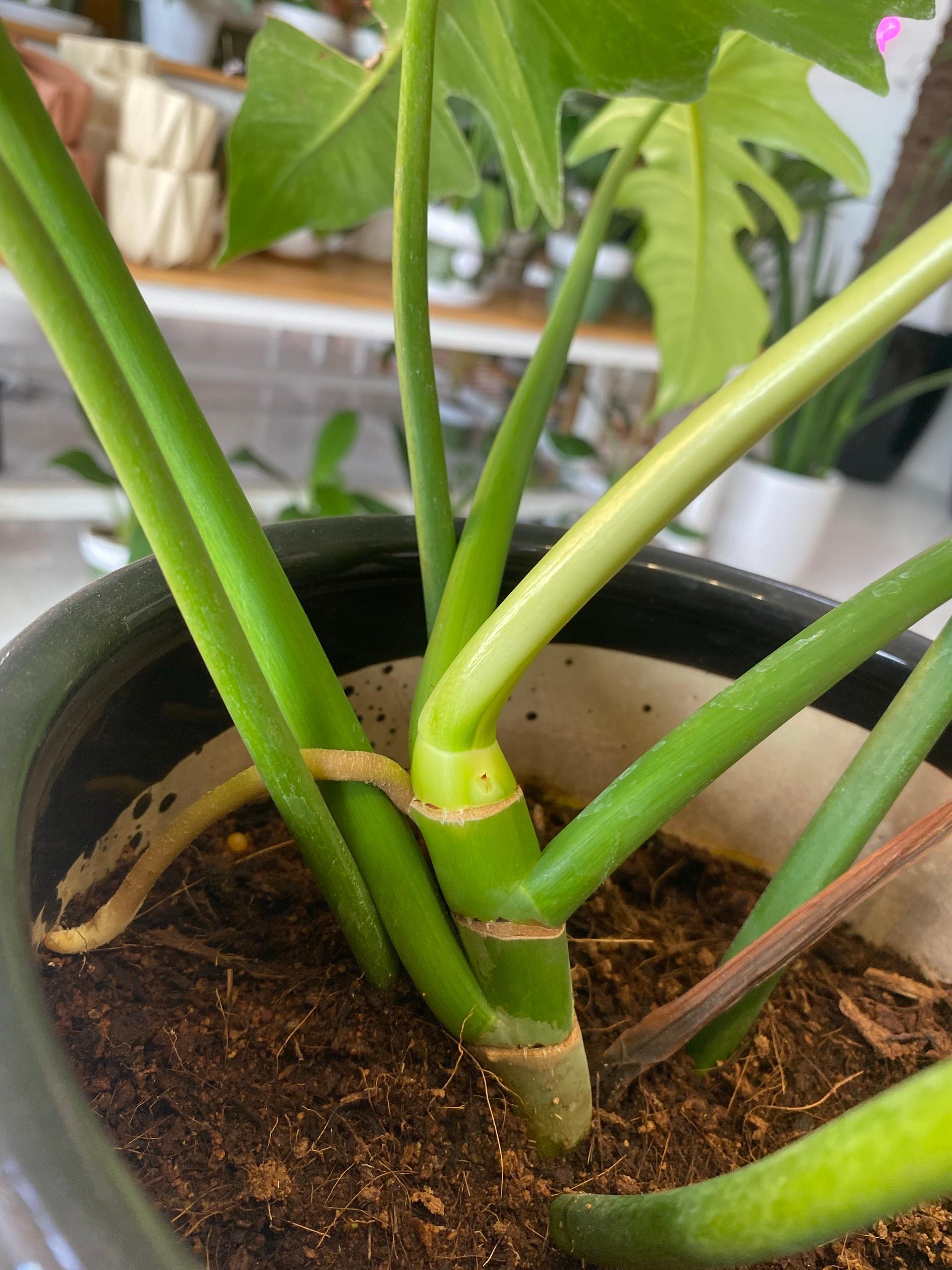 Potted Philodendron Golden Dragon