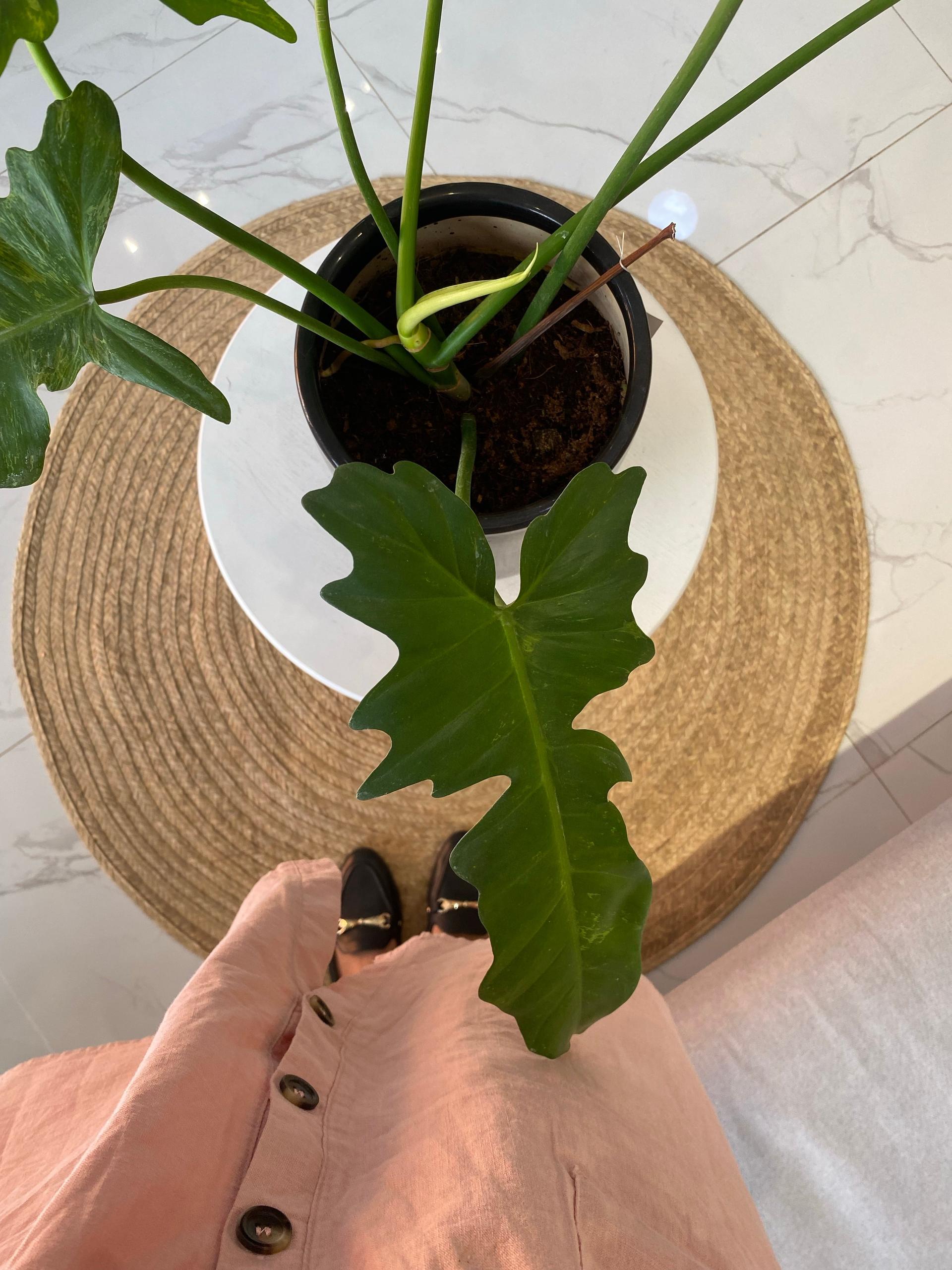 Potted Philodendron Golden Dragon