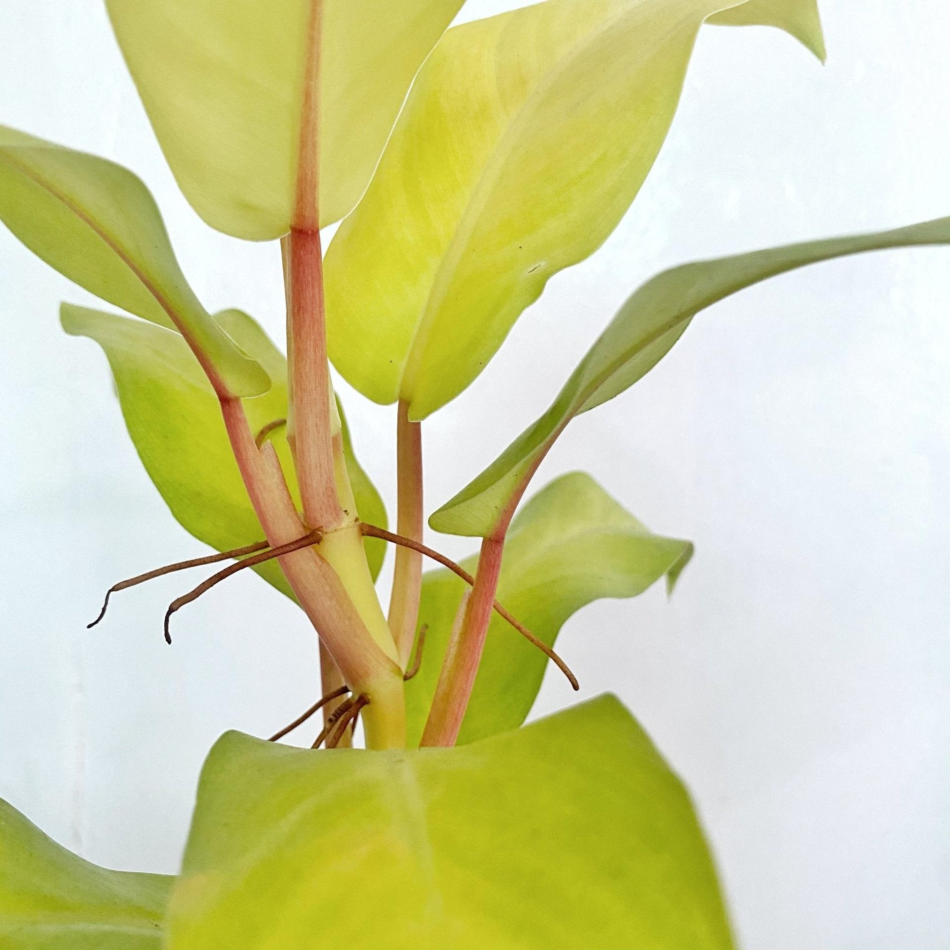 Philodendron Lemon Lime (Philodendron cordatum)