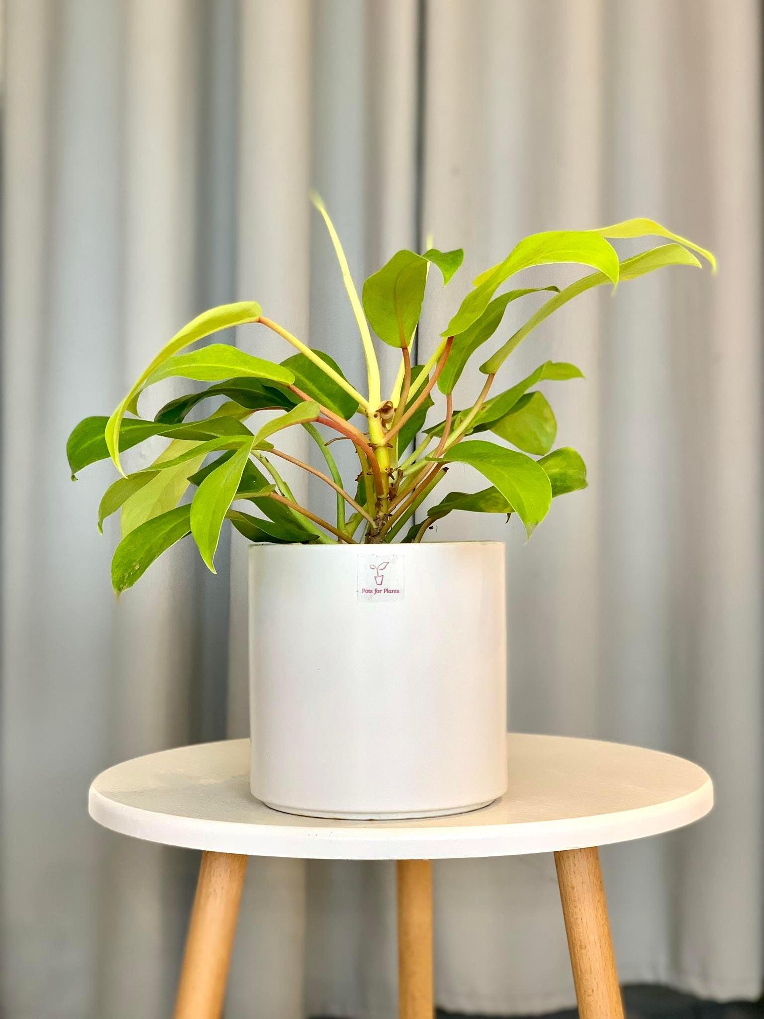 Philodendron Lemon Lime (Philodendron cordatum)