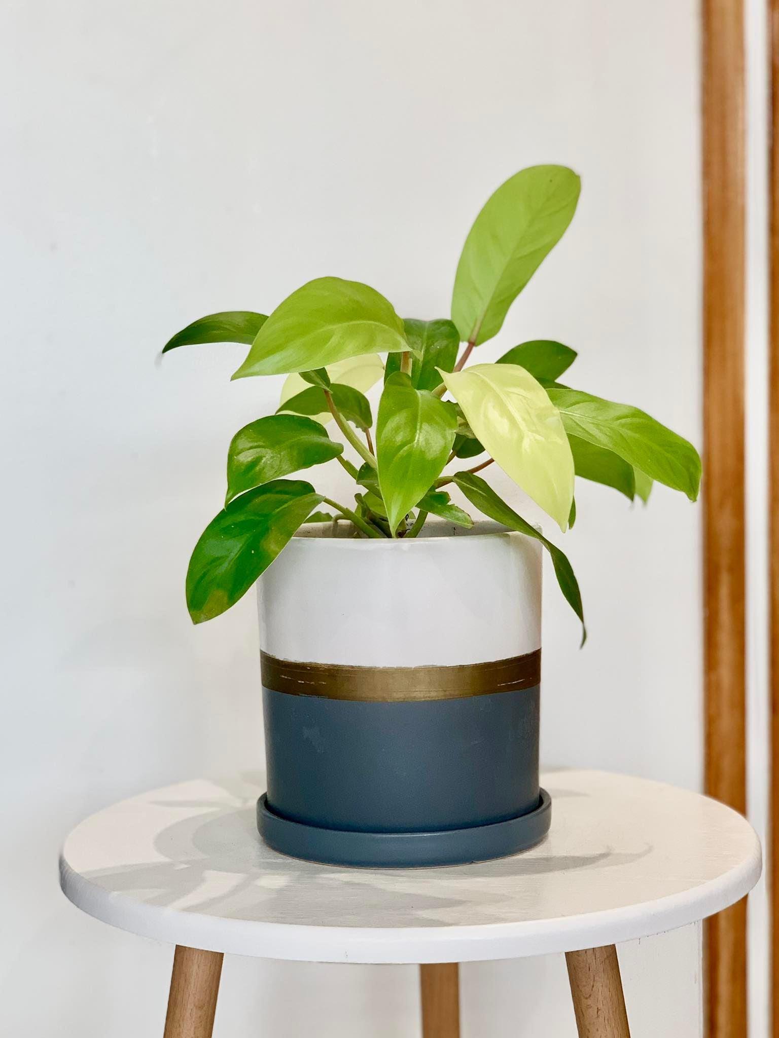 Philodendron Lemon Lime (Philodendron cordatum)