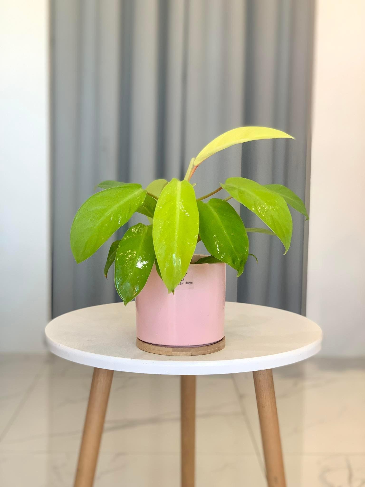 Philodendron Lemon Lime (Philodendron cordatum)