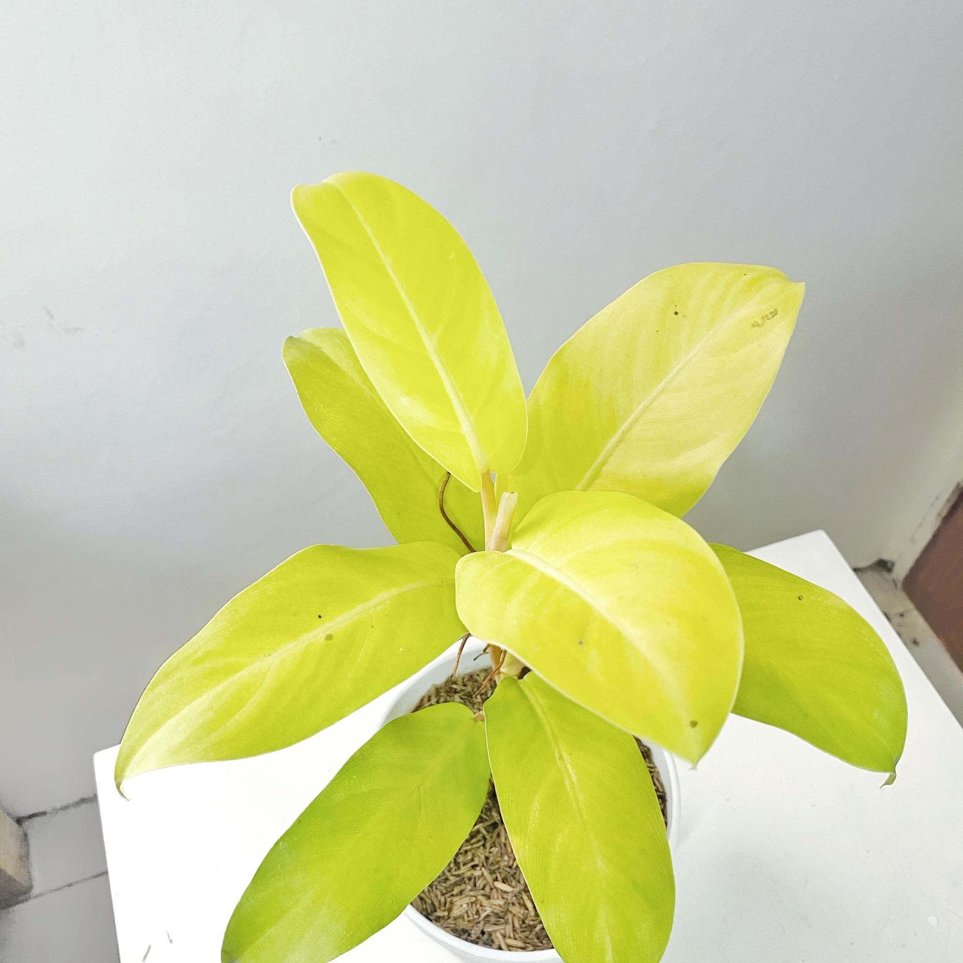 Philodendron Lemon Lime (Philodendron cordatum)