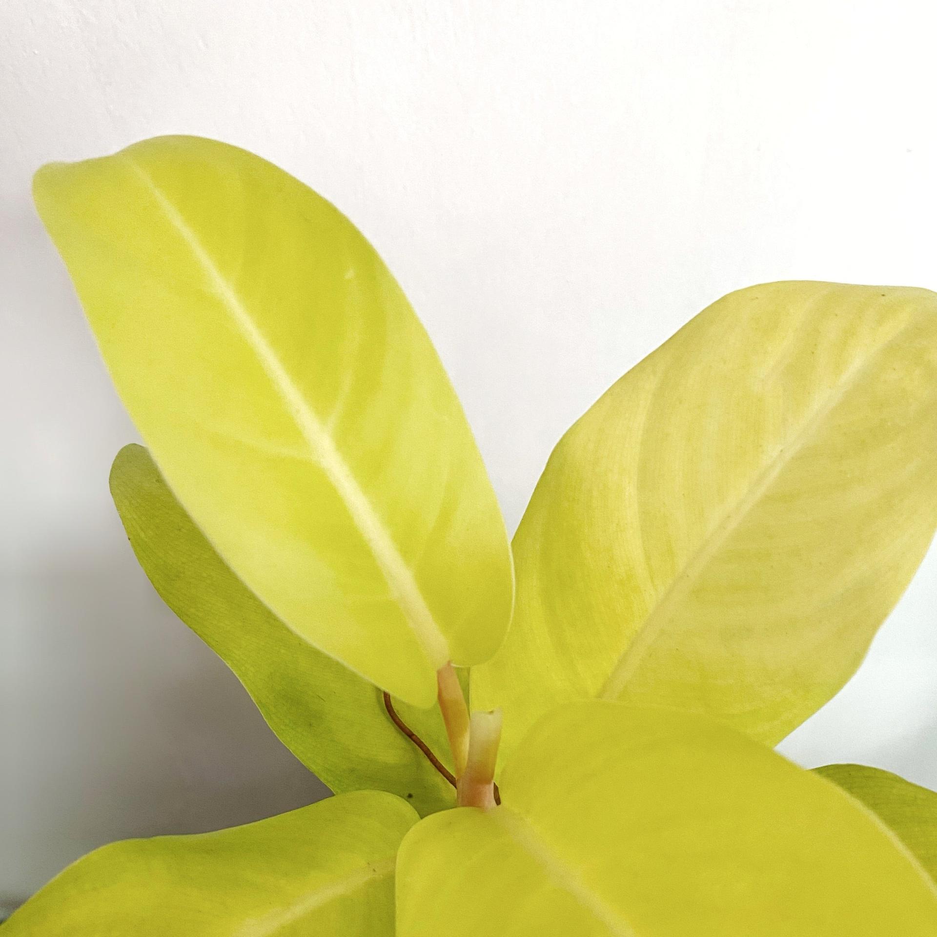 Philodendron Lemon Lime (Philodendron cordatum)