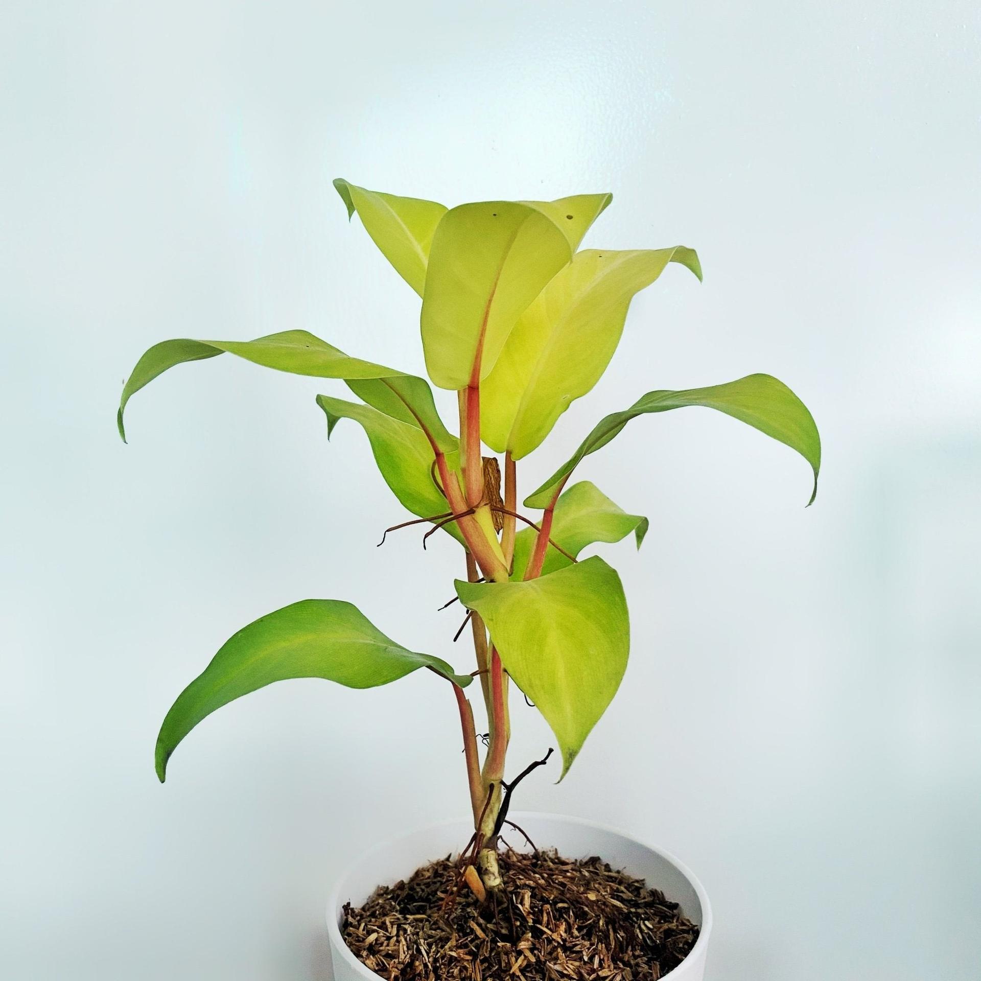 Philodendron Lemon Lime (Philodendron cordatum)