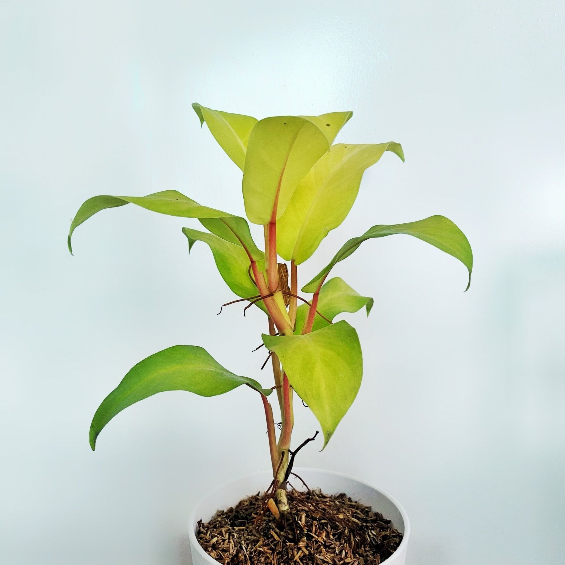 Philodendron Lemon Lime (Philodendron cordatum)
