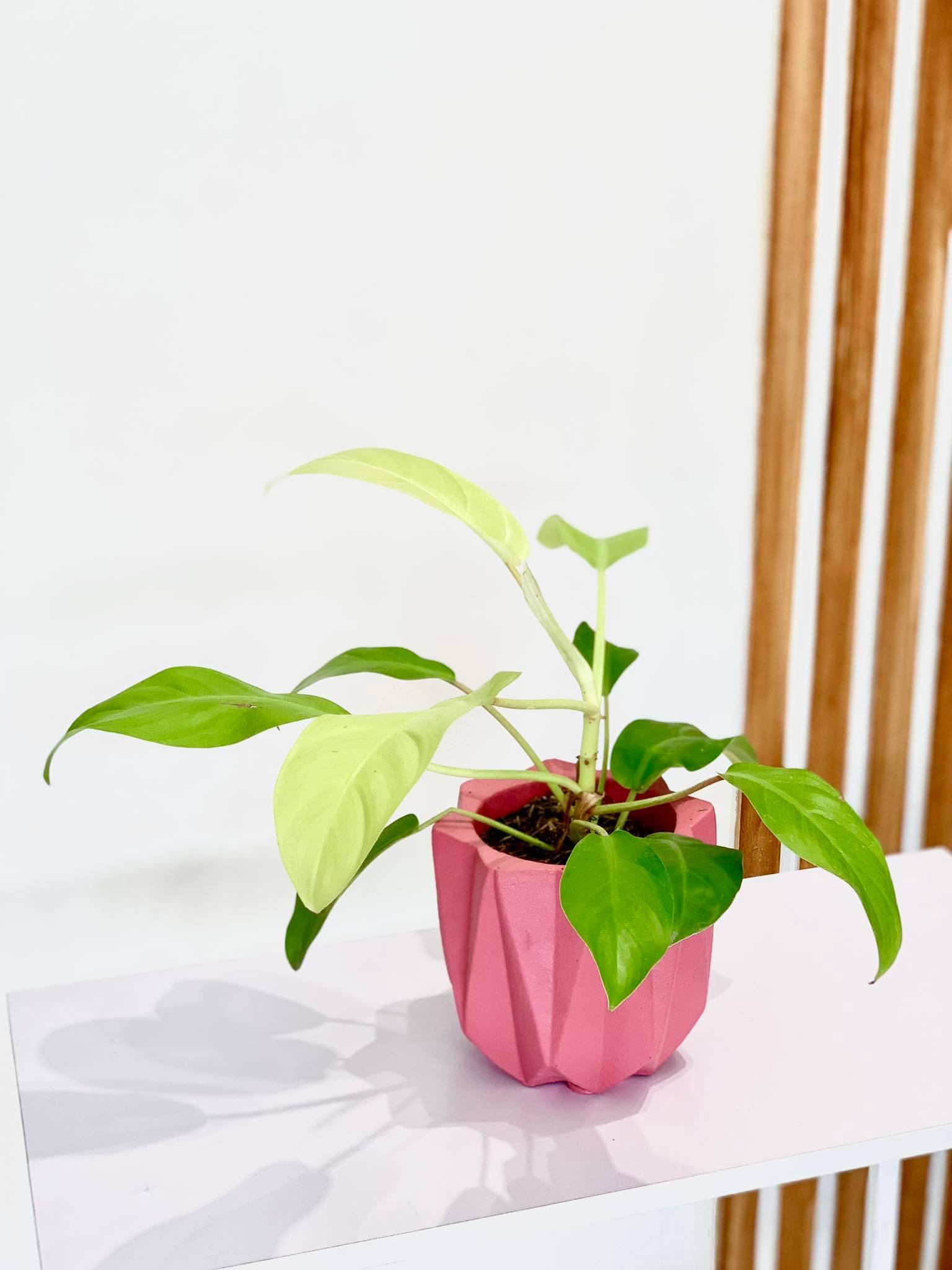 Philodendron Lemon Lime (Philodendron cordatum)