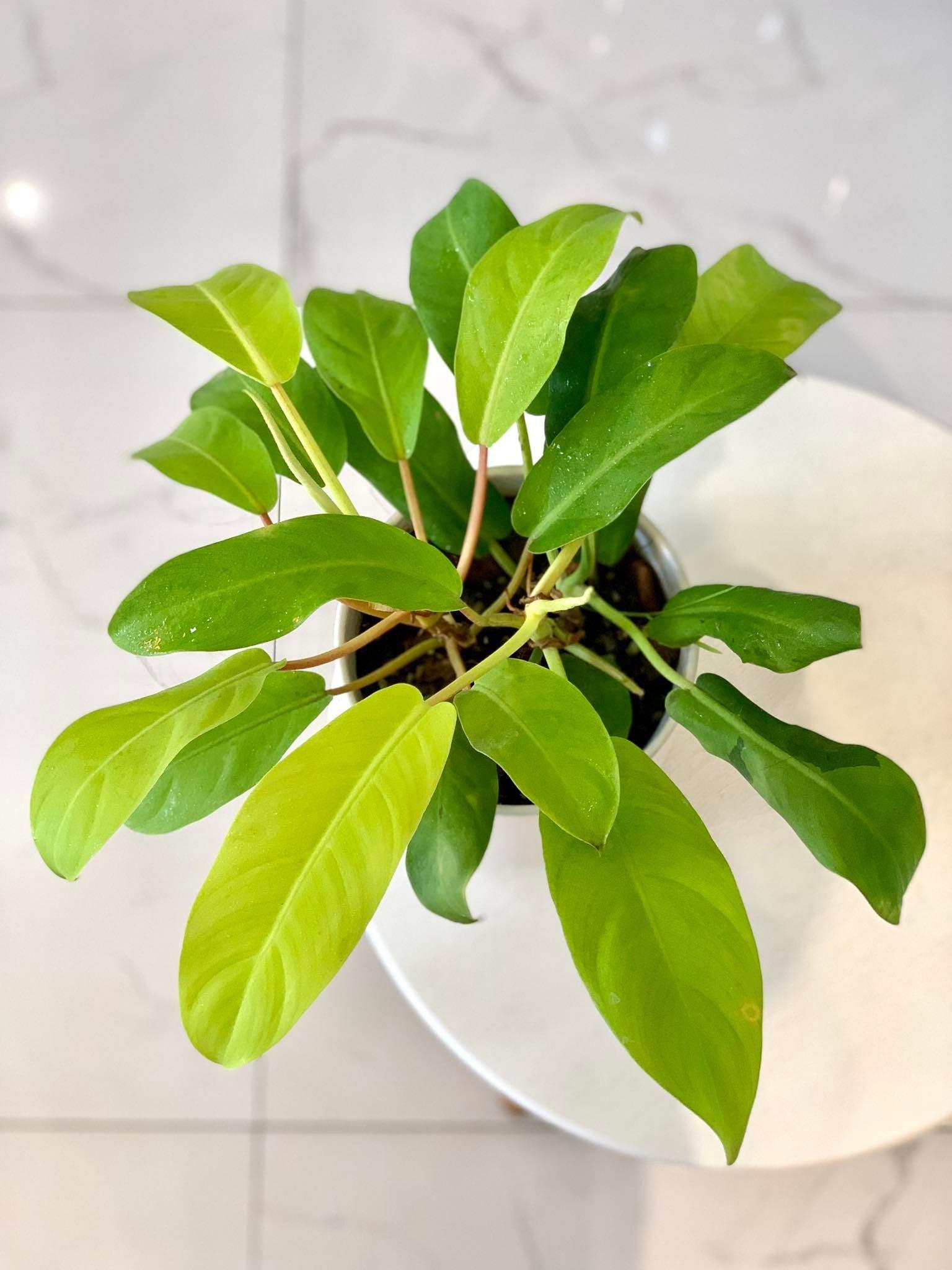 Philodendron Lemon Lime (Philodendron cordatum)