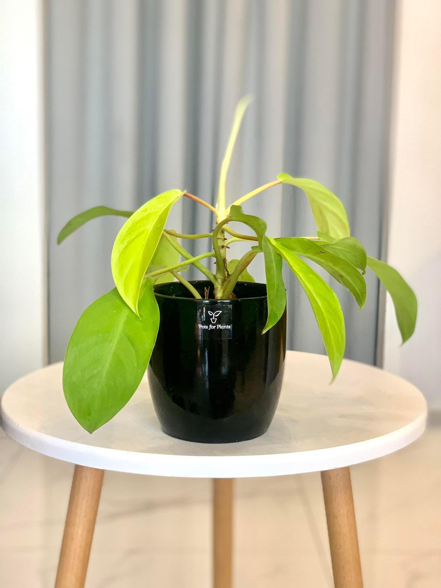 Philodendron Lemon Lime (Philodendron cordatum)
