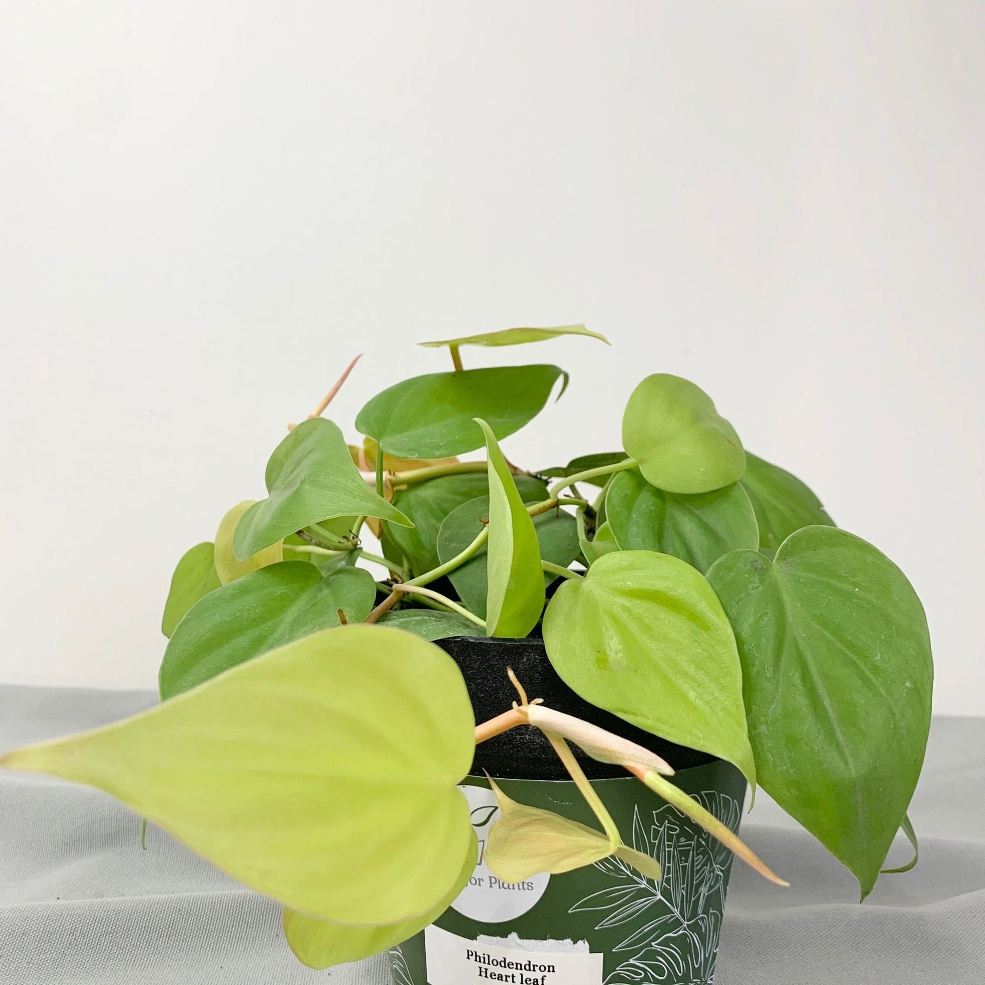 Philodendron Heart Leaf