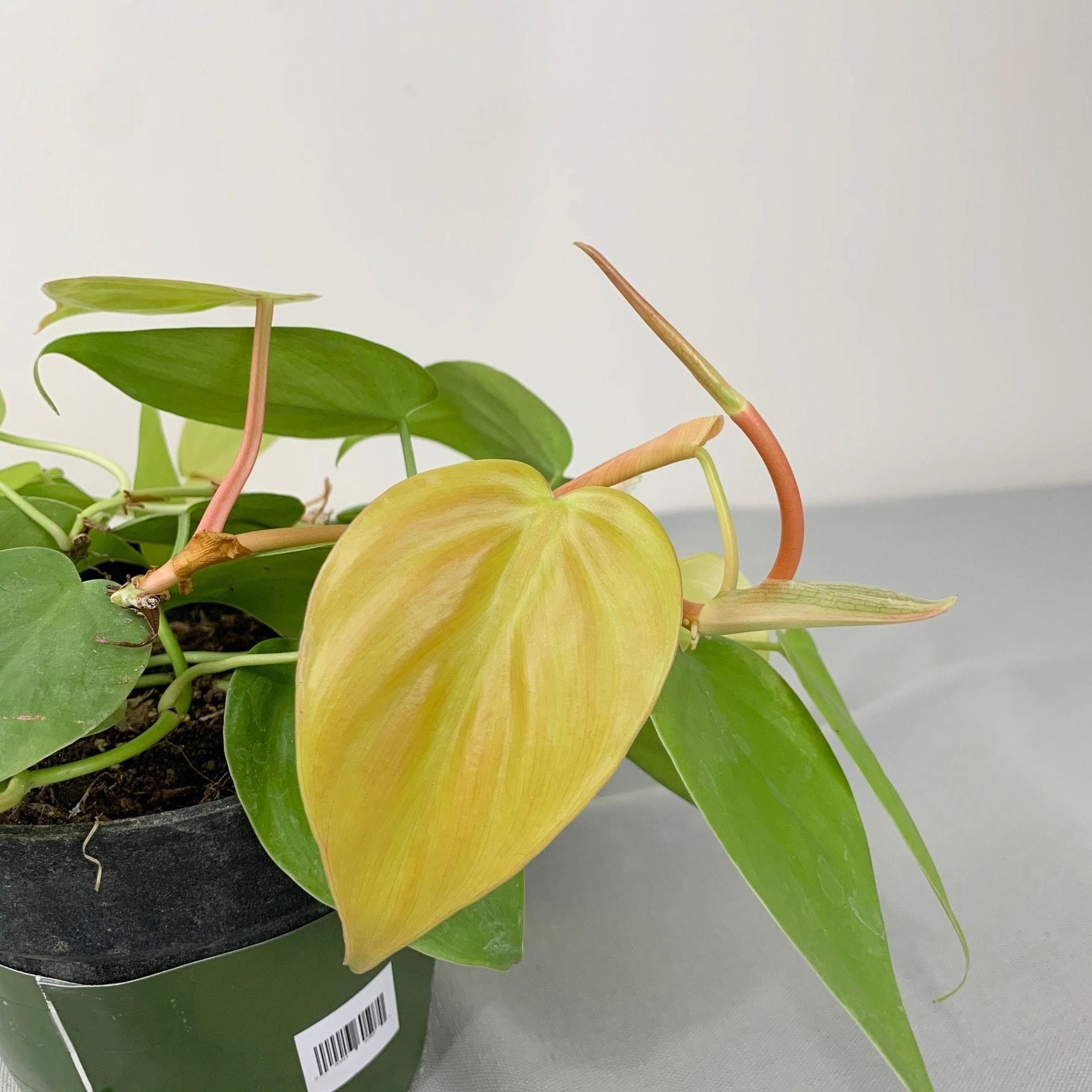 Philodendron Heart Leaf