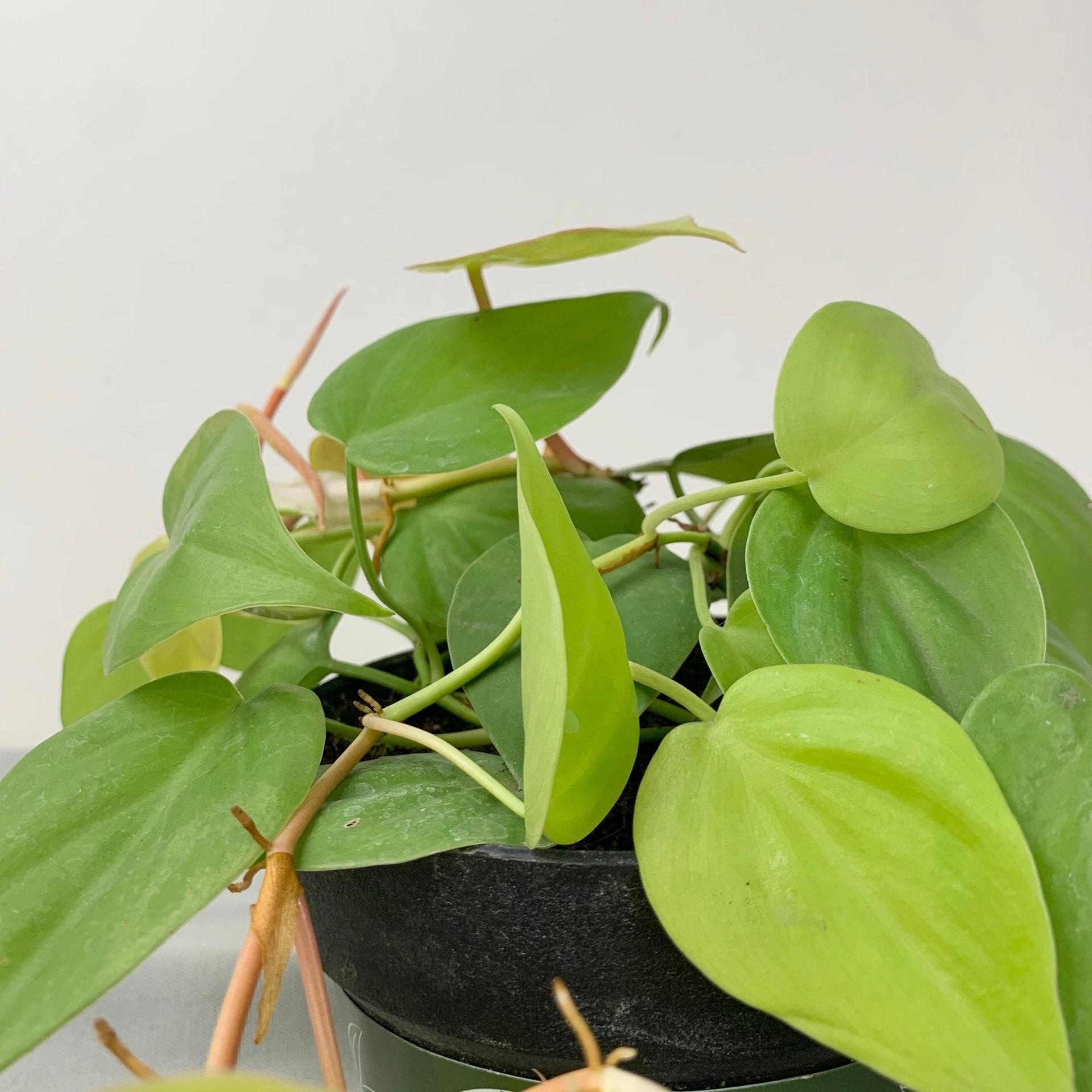 Philodendron Heart Leaf