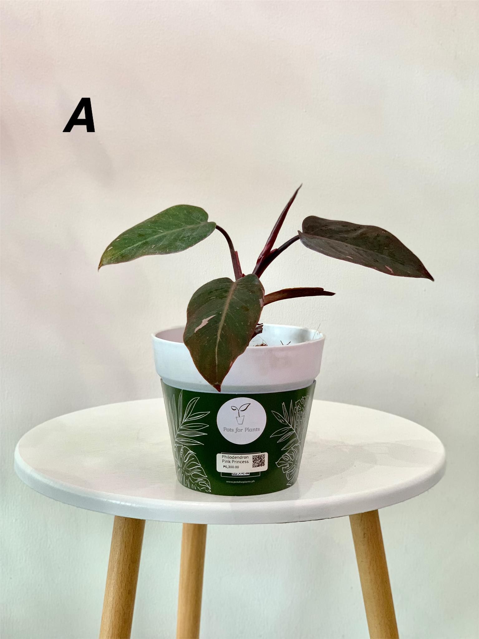 Philodendron Pink Princess