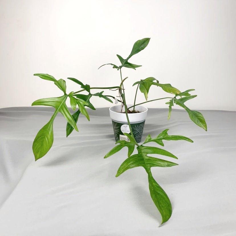 Philodendron quercifolium