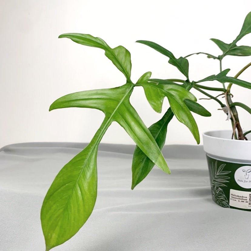 Philodendron quercifolium