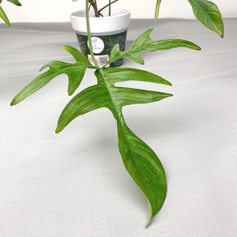Philodendron quercifolium