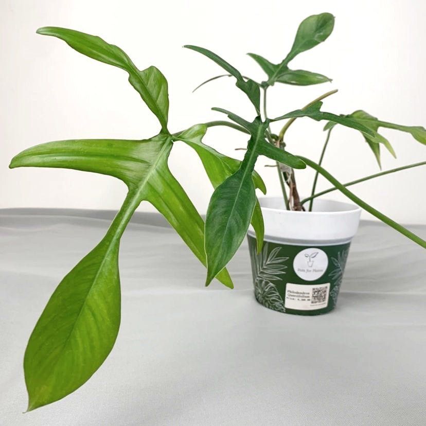 Philodendron quercifolium