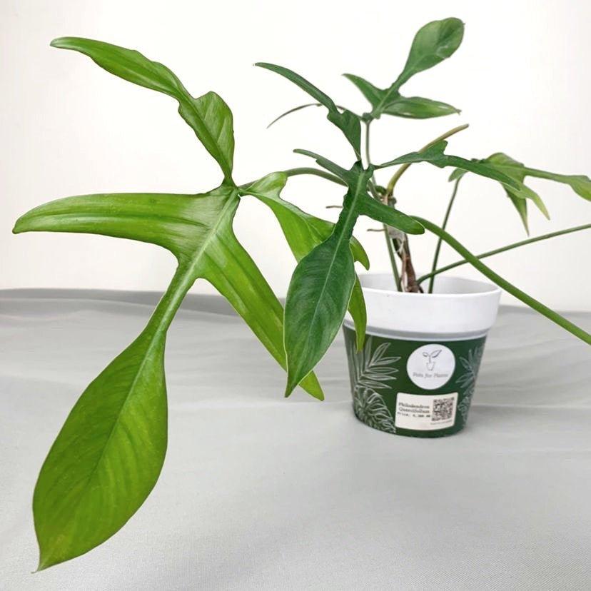 Philodendron quercifolium