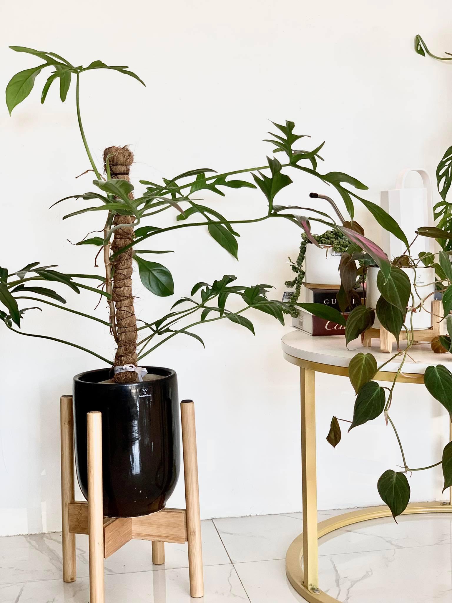 Philodendron quercifolium