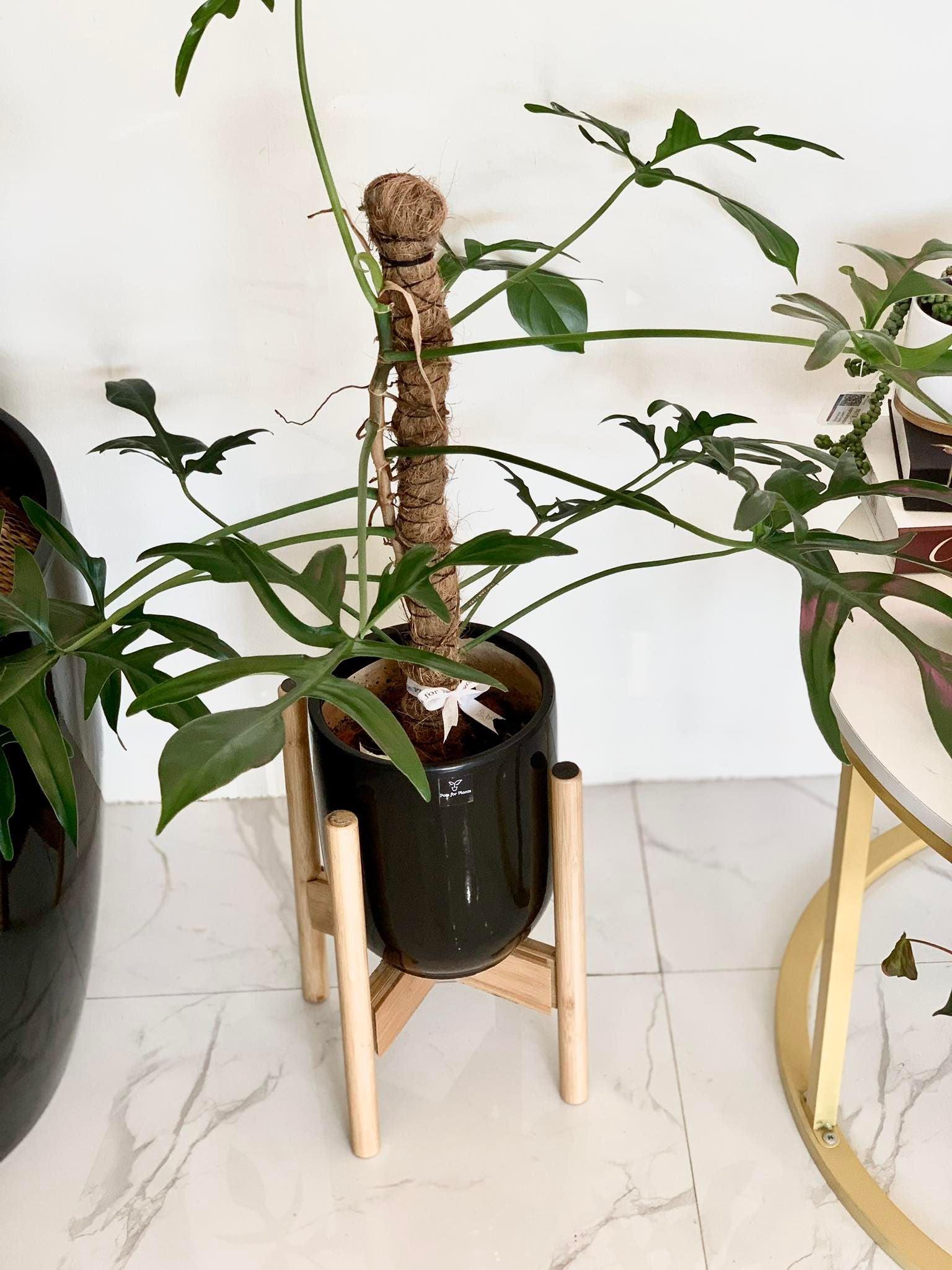 Philodendron quercifolium