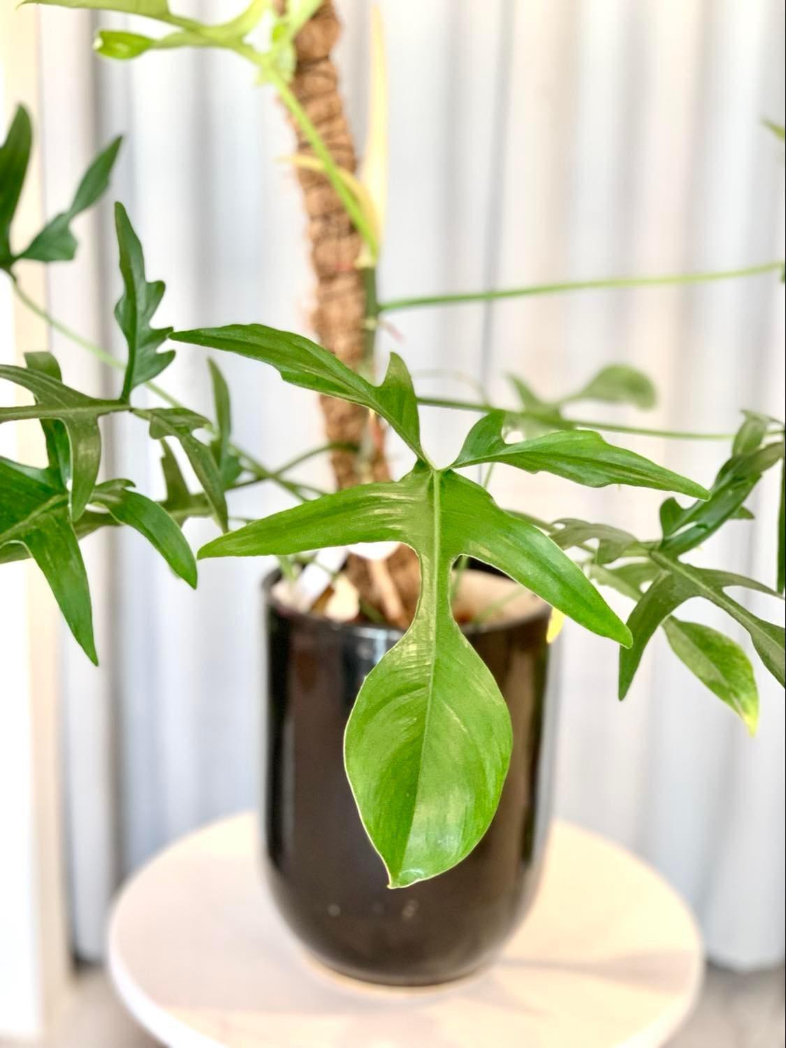 Philodendron quercifolium