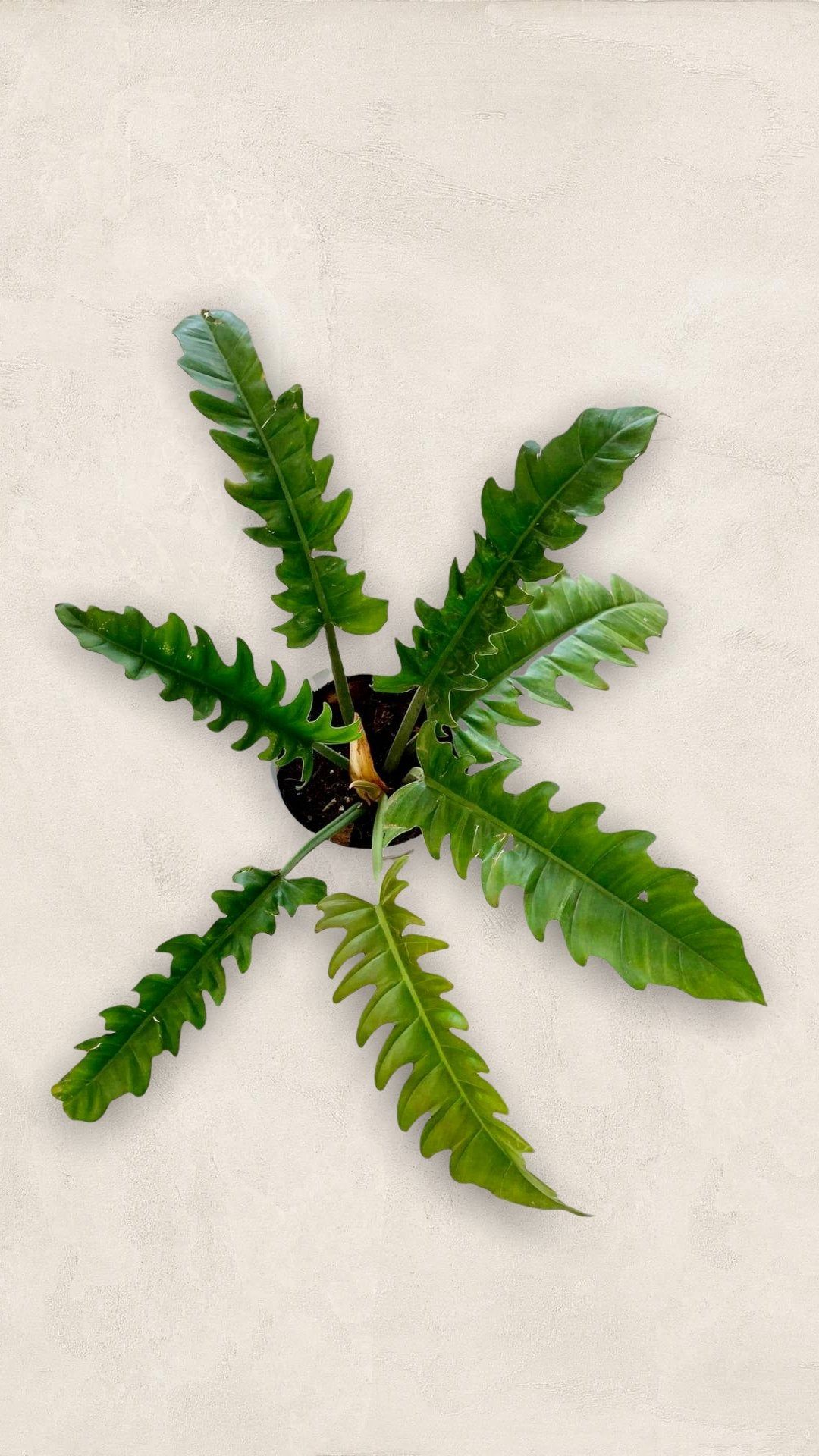 Philodendron Ring of Fire