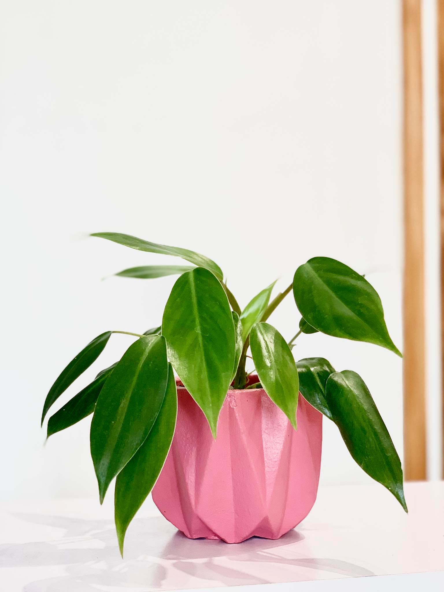 Philodendron "temptation"