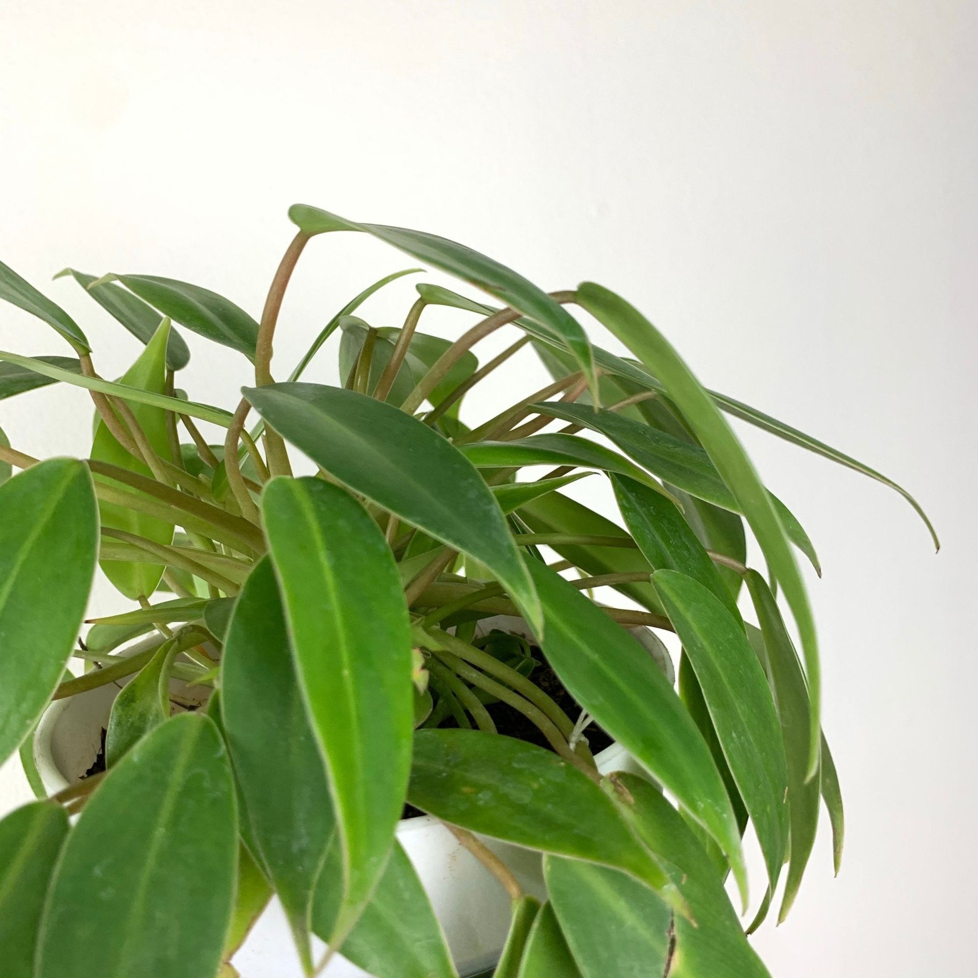 Philodendron "temptation"