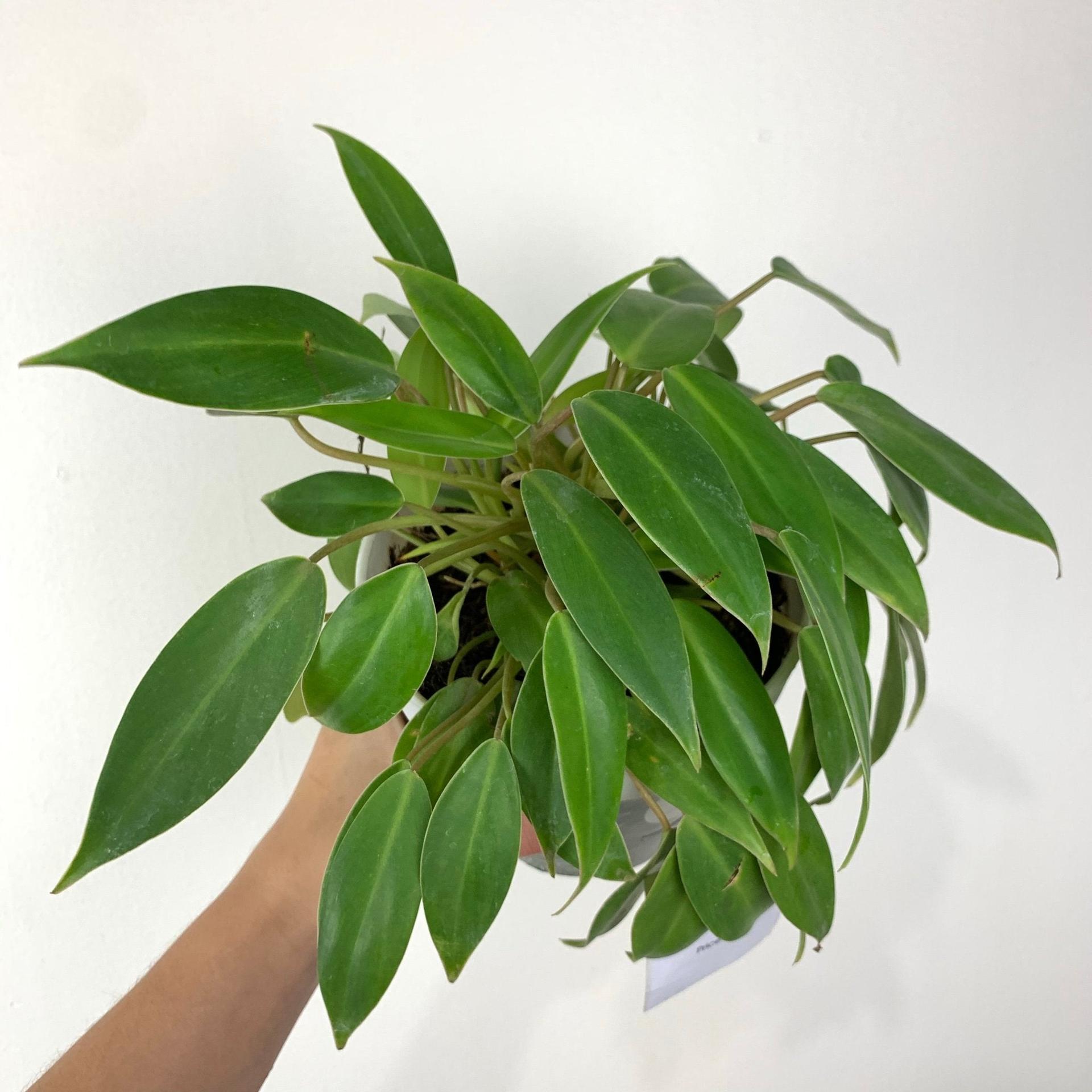 Philodendron "temptation"